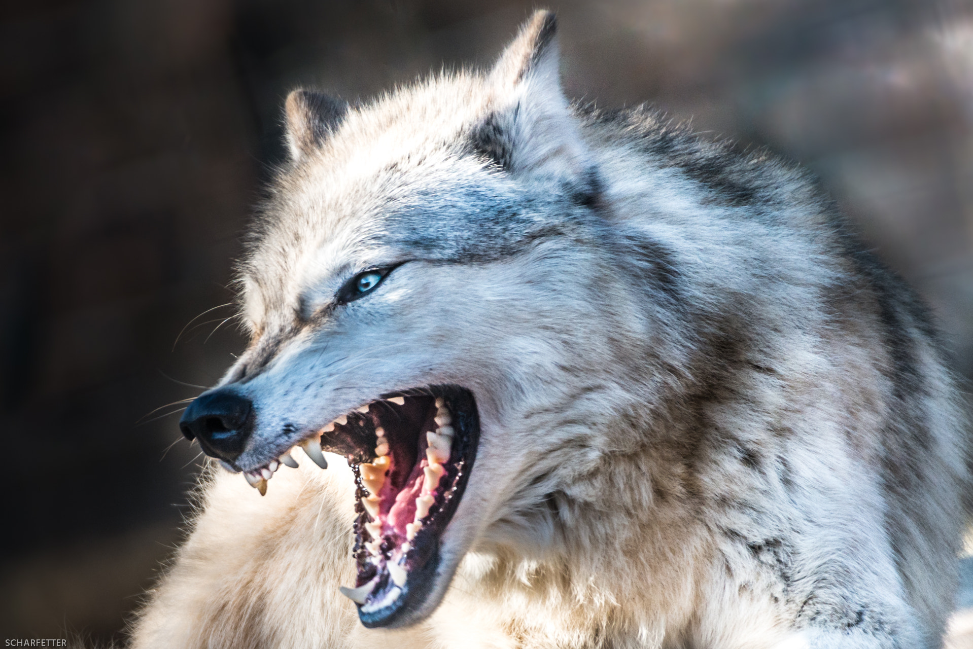 Sigma 50-500mm F4.5-6.3 DG OS HSM sample photo. Wolf photography