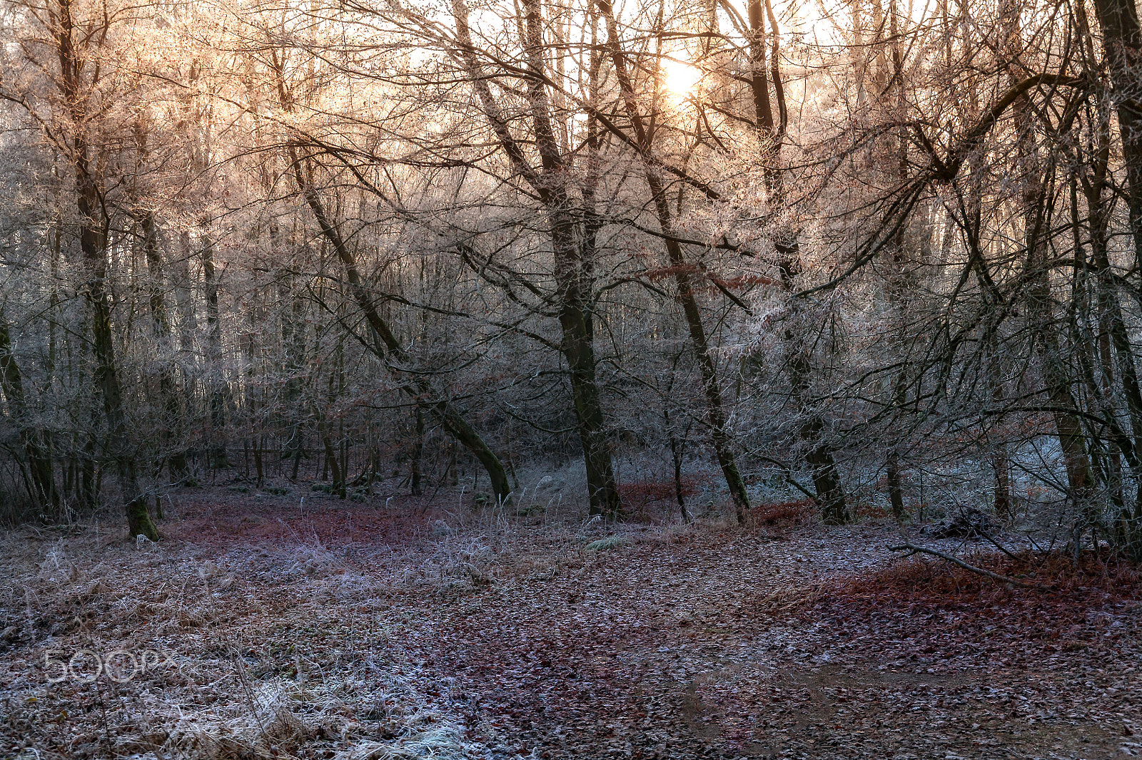 Canon EF 24-105mm F3.5-5.6 IS STM sample photo. Forest light photography