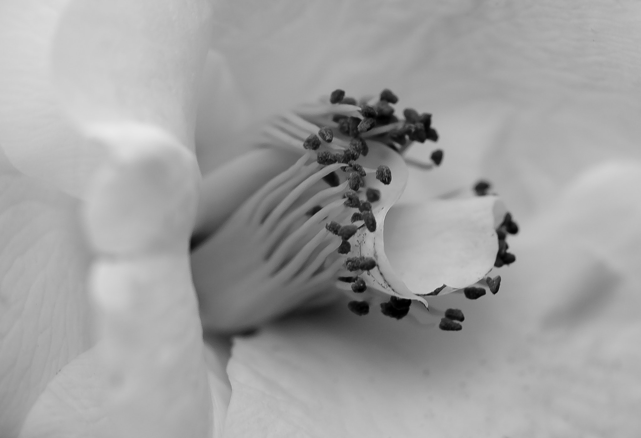 Sony a7 + Sony FE 90mm F2.8 Macro G OSS sample photo. Dynamic naure photography
