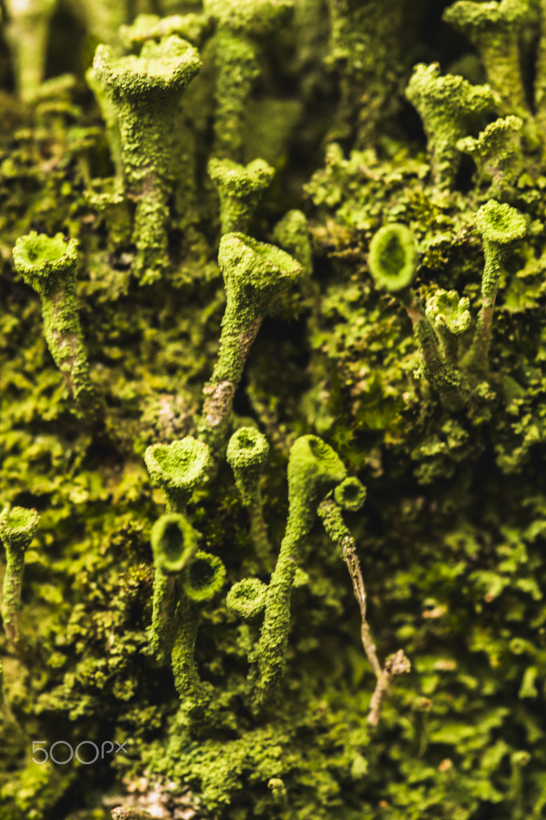 Sigma 150mm F2.8 EX DG Macro HSM sample photo. Green city photography
