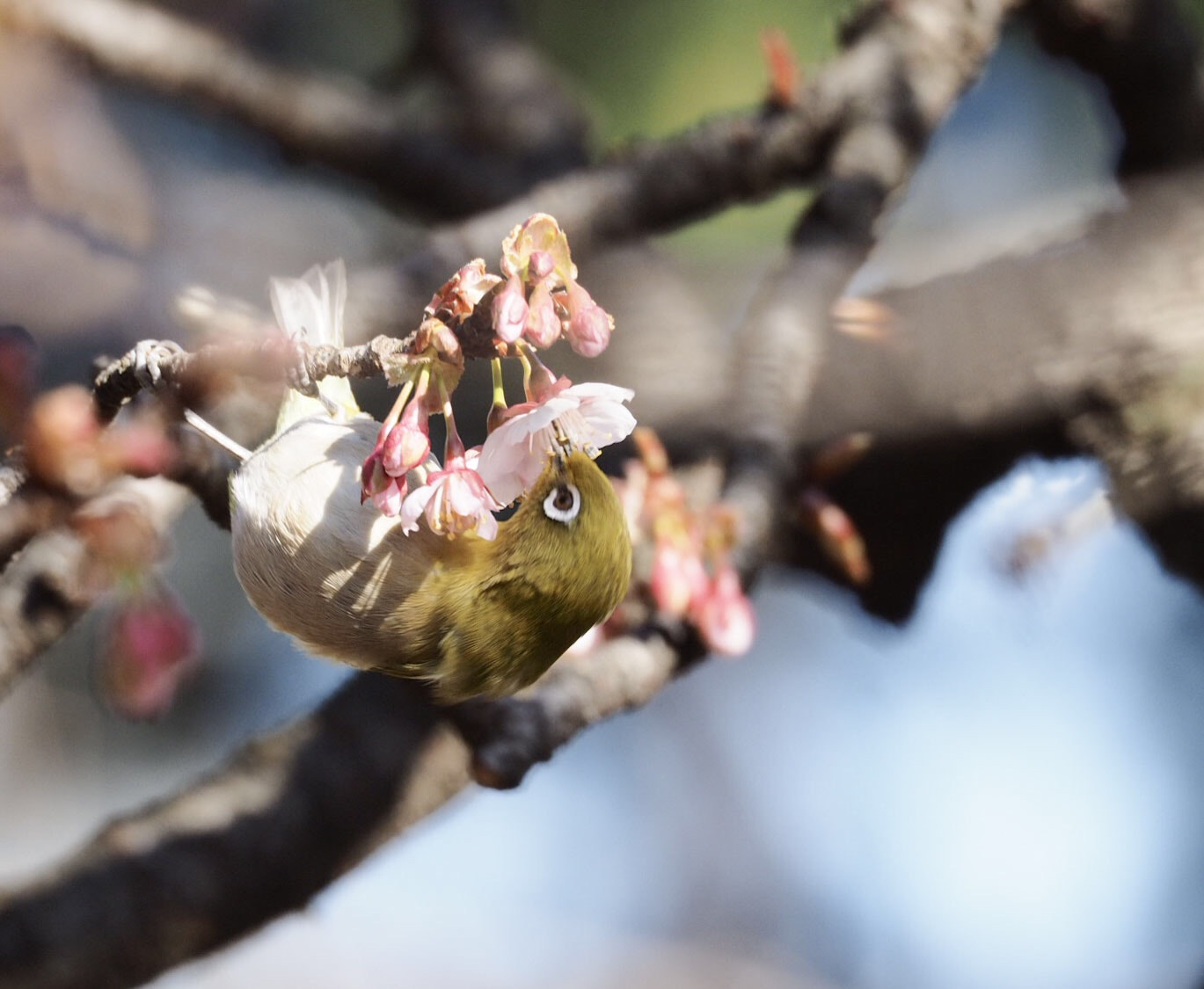 Olympus OM-D E-M1 sample photo. Japanese white-eye photography