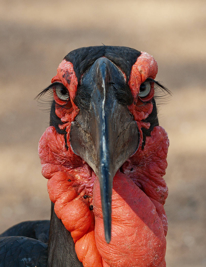 Sigma 50-500mm f/4-6.3 APO HSM EX sample photo. Ground horn bill photography