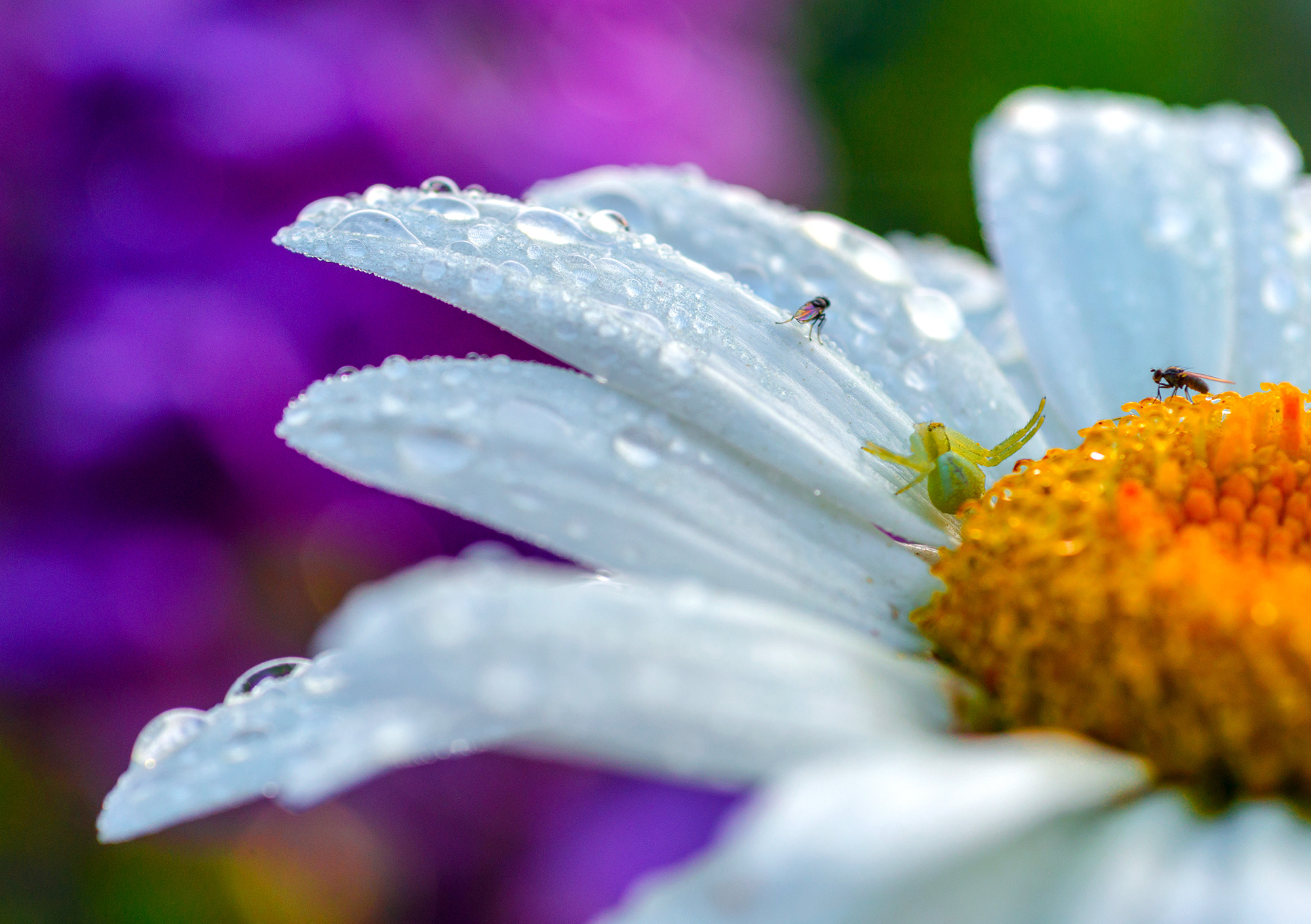 Sony Alpha DSLR-A580 sample photo. On the petals photography