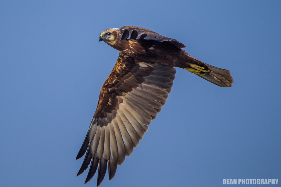 Canon EOS-1D Mark IV sample photo. Flying photography