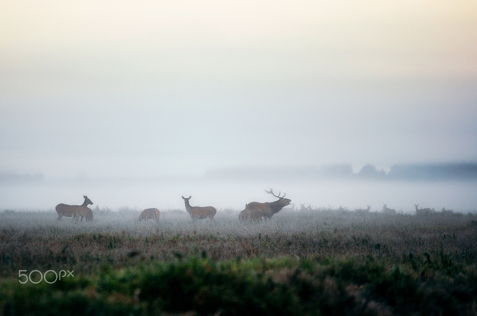 Sigma 70-200mm F2.8 EX DG OS HSM sample photo. Herd of red deer photography