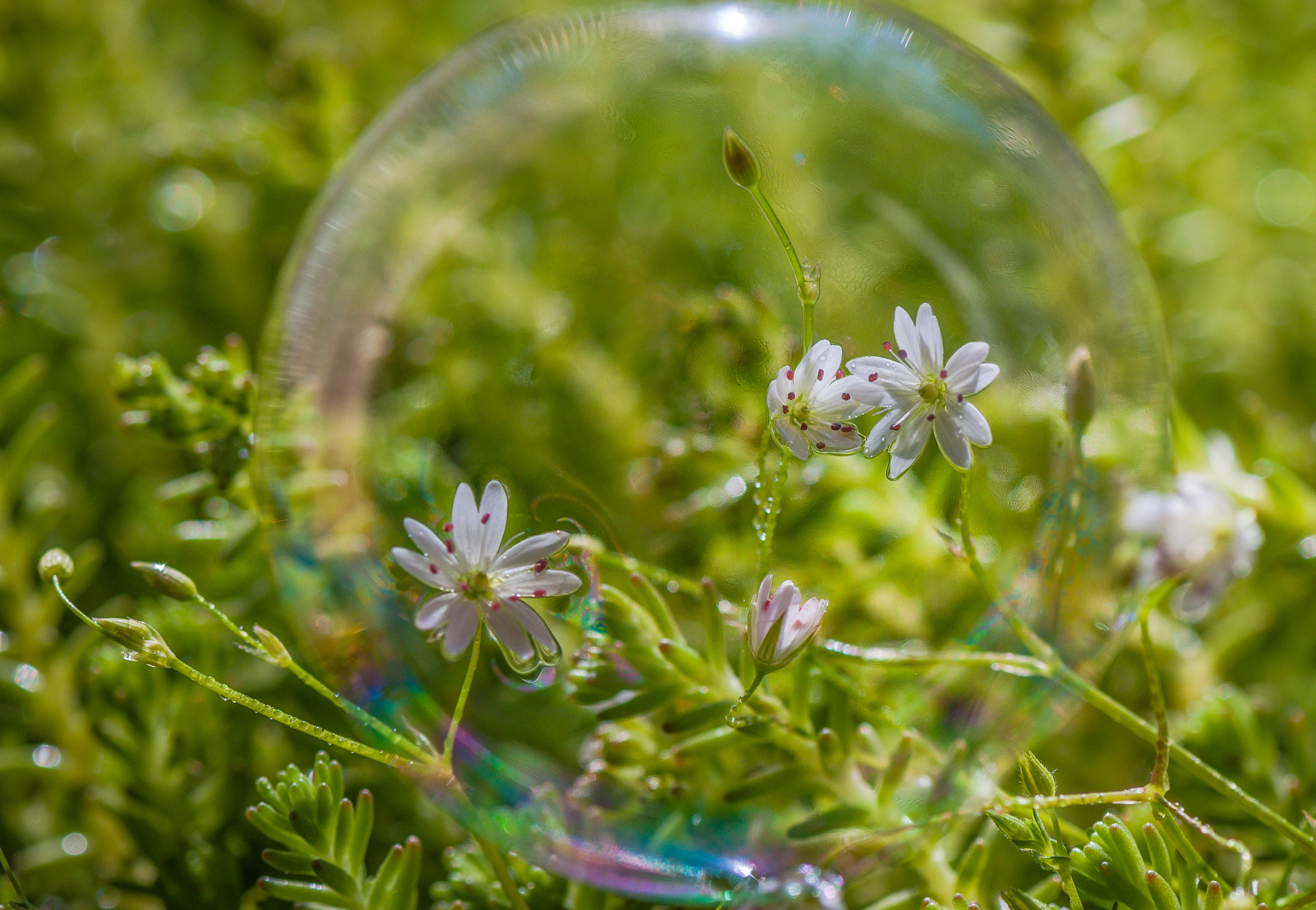 Nikon AF-S Micro-Nikkor 105mm F2.8G IF-ED VR sample photo. Mini world photography