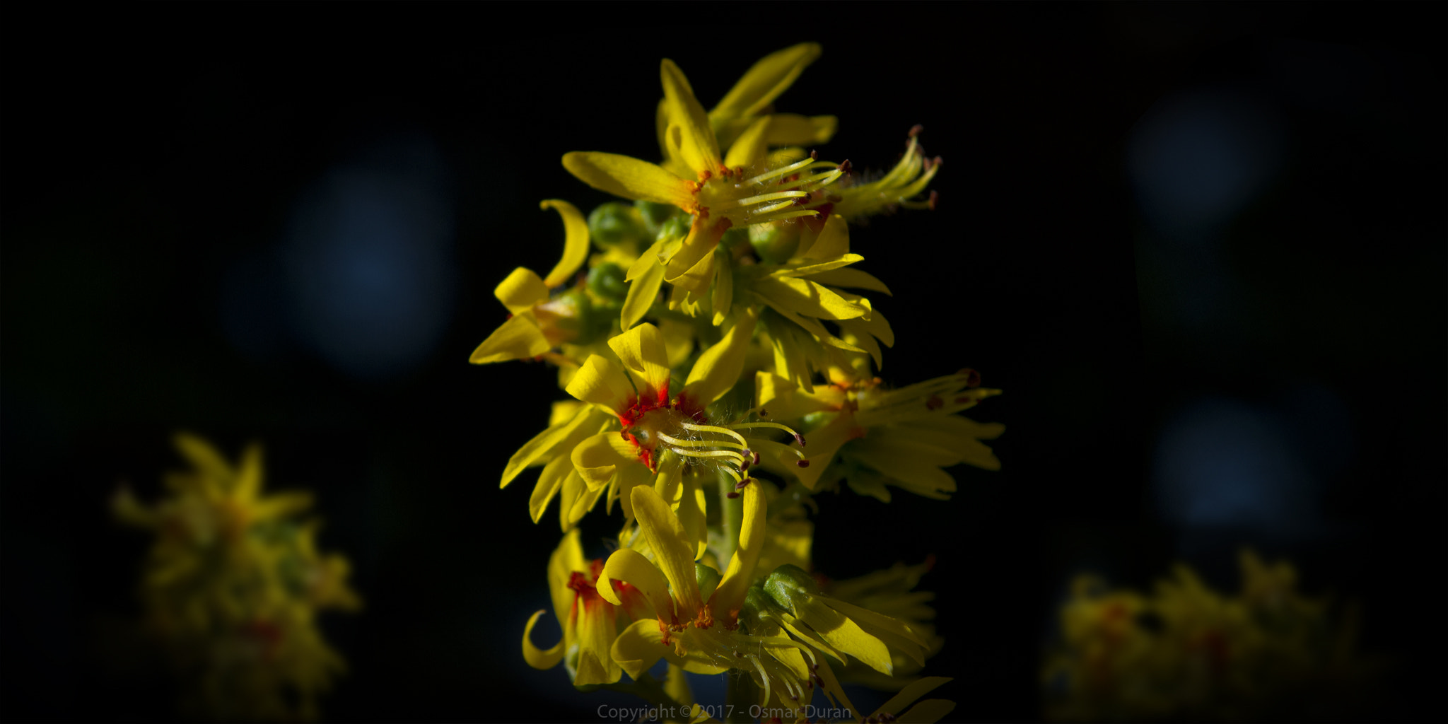 Nikon D200 sample photo. Yellow darkness photography