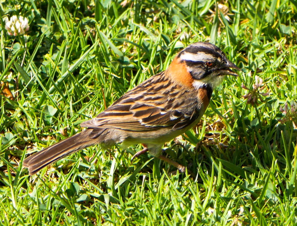 Panasonic Lumix DMC-GX7 sample photo. Rufous-collared sparrow (zonotrichia capensis). ollantaytambo, peru photography