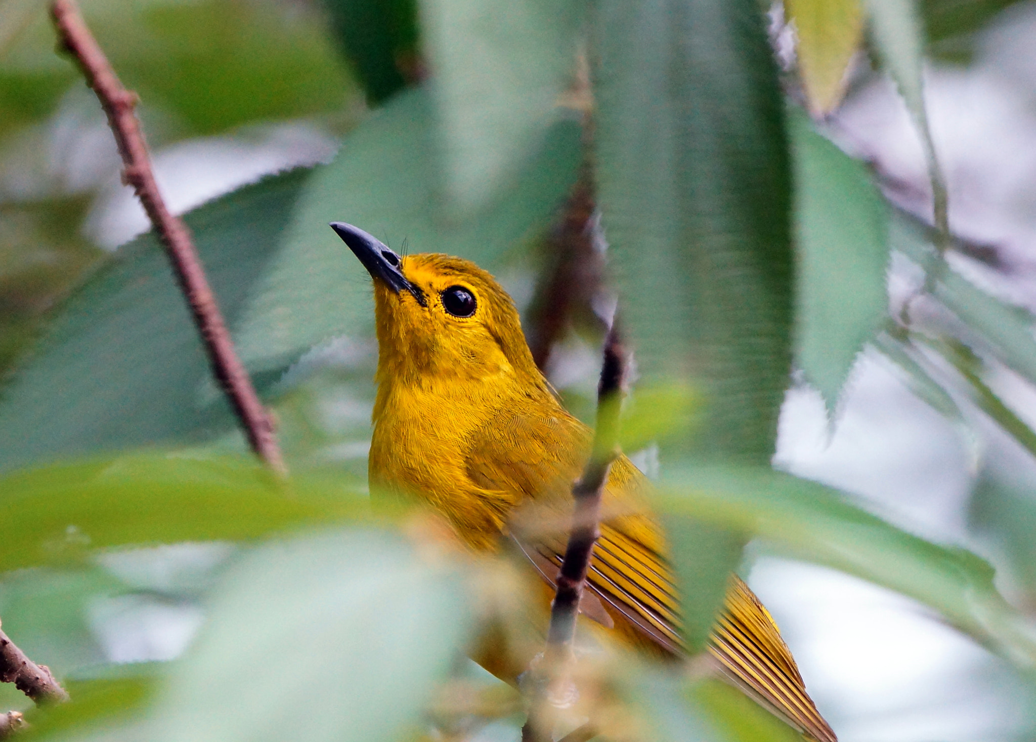 Sony 70-400mm F4-5.6 G SSM II sample photo. Think high look high photography