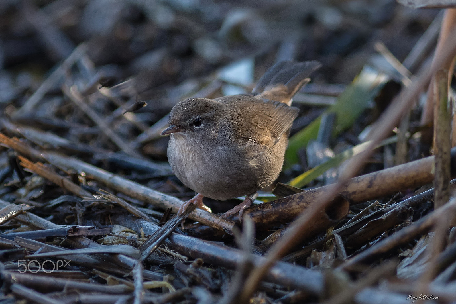 Nikon D7100 sample photo. Usignolo di fiume photography