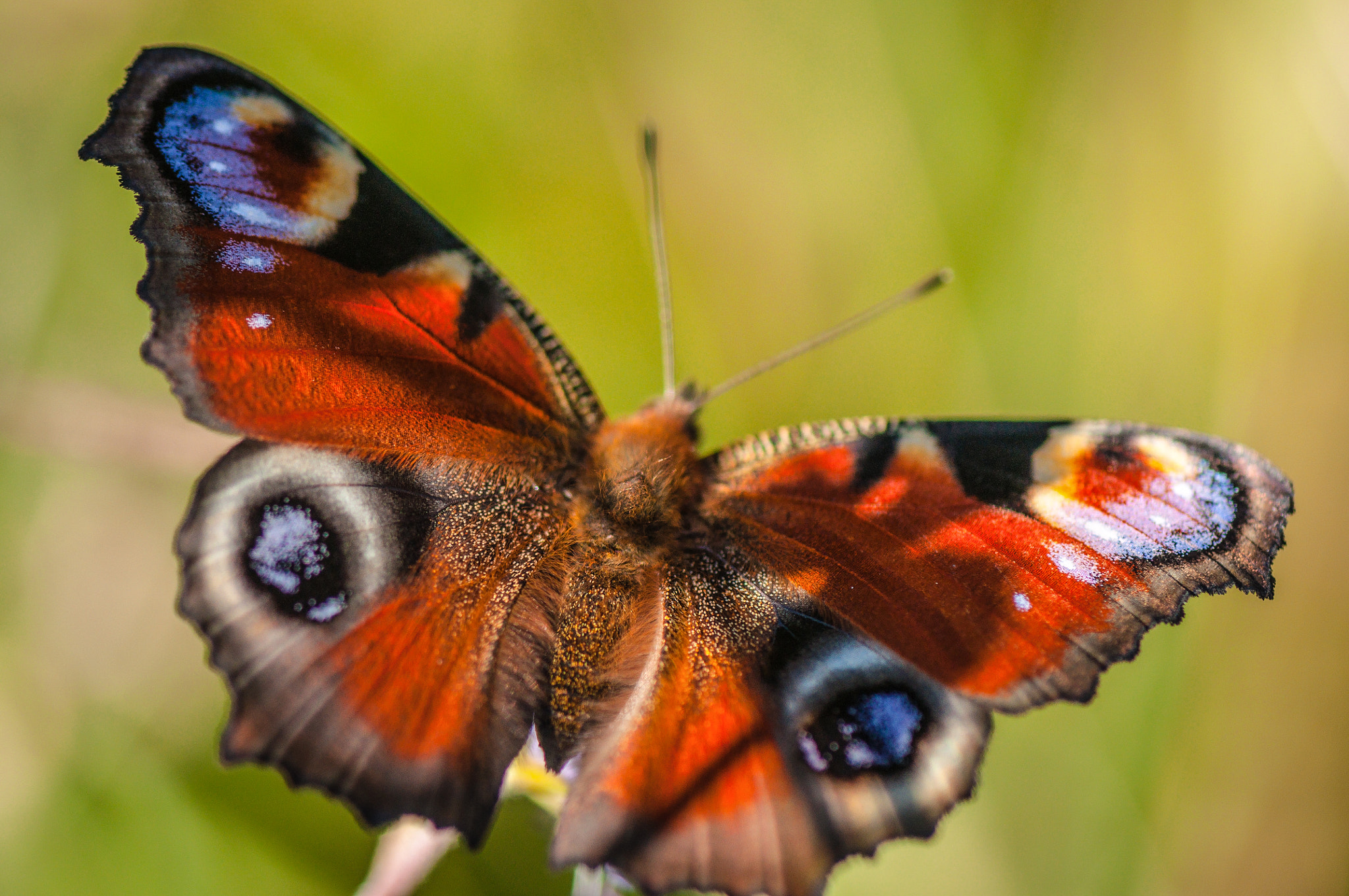 Nikon AF-S Micro-Nikkor 105mm F2.8G IF-ED VR sample photo. Multicolored velvet photography