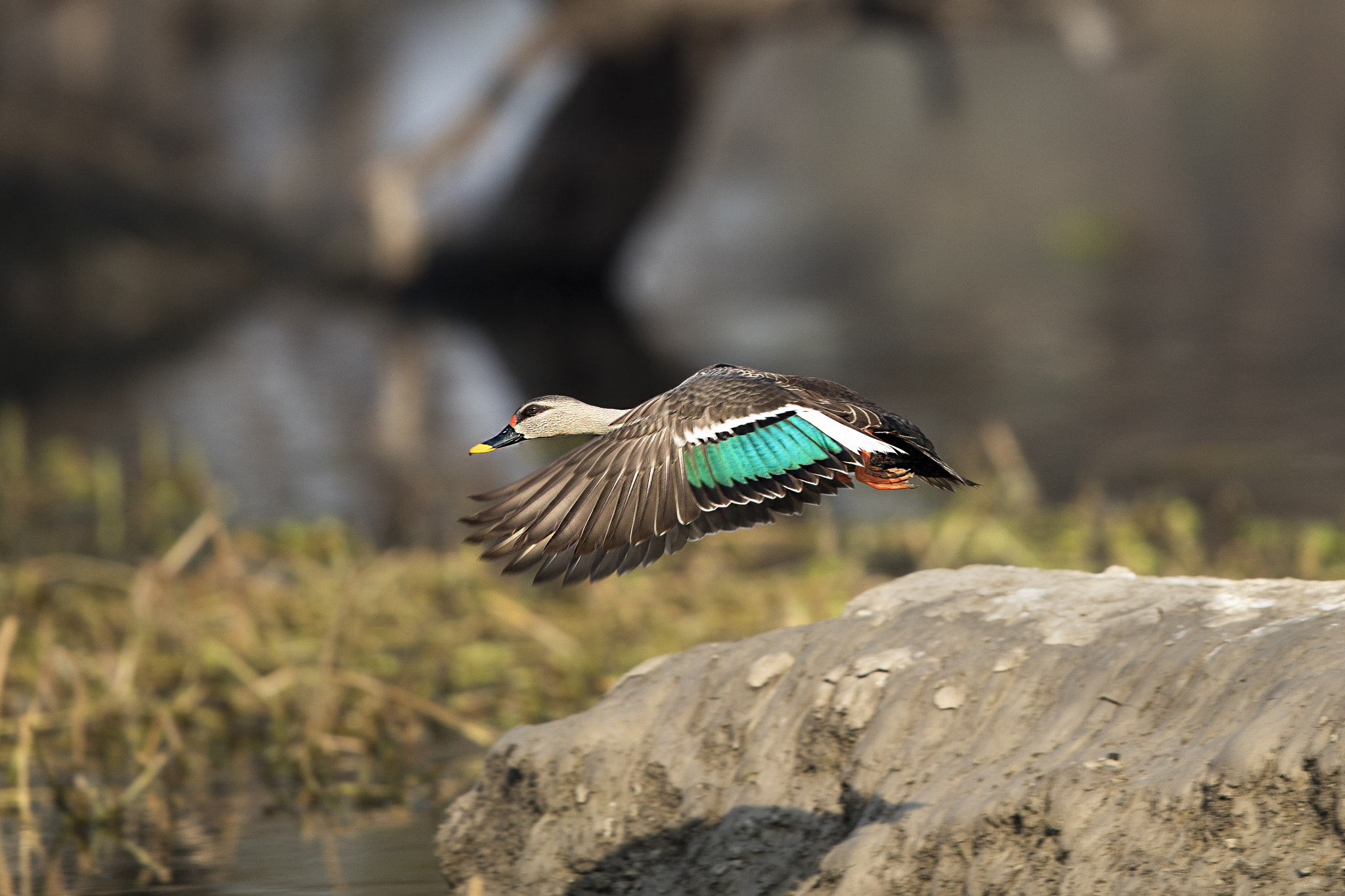 Canon EOS-1D X Mark II sample photo. Spot billed duck. photography