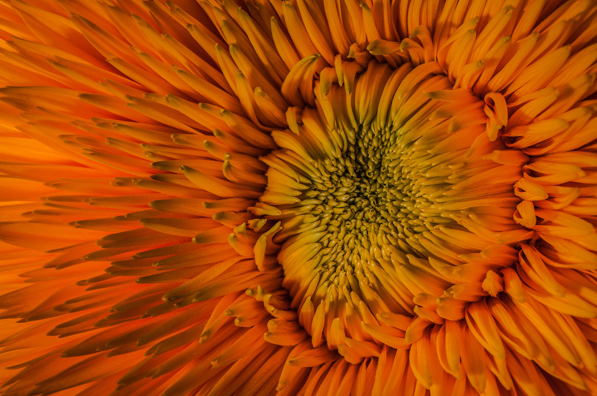Nikon AF-S Micro-Nikkor 105mm F2.8G IF-ED VR sample photo. Orange holiday photography
