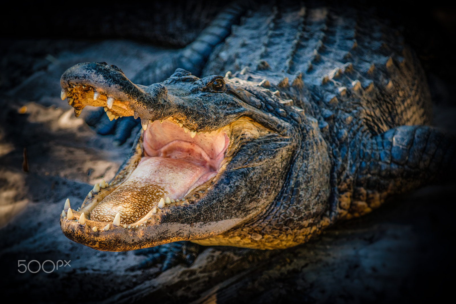 Sony a7R II + Minolta/Sony AF 70-200mm F2.8 G sample photo. Alligator photography