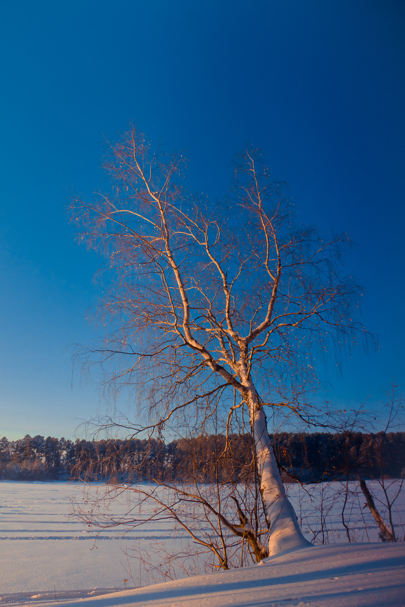 Canon EF-S 17-85mm F4-5.6 IS USM sample photo. Белая береза photography