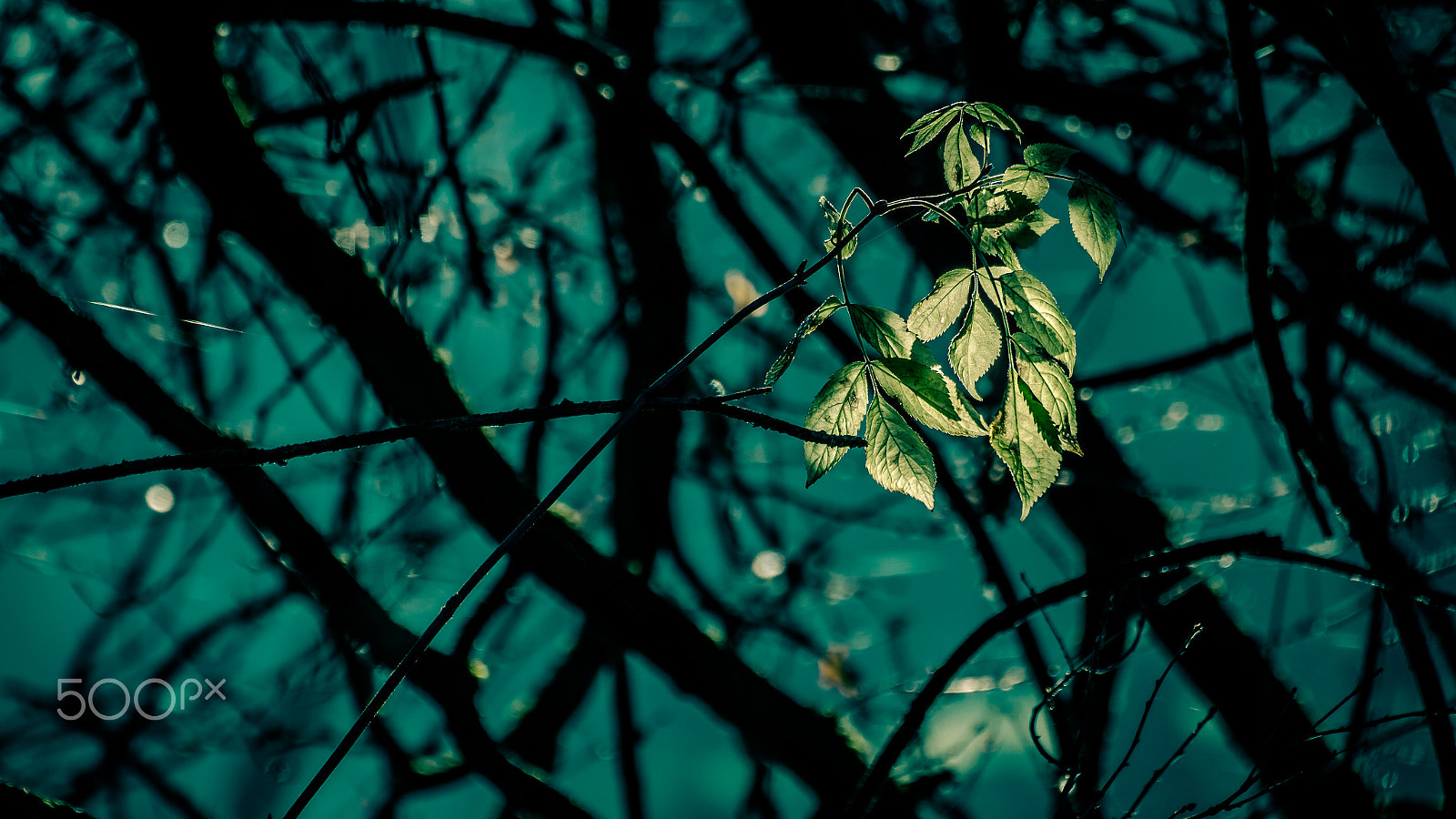 Tamron SP 35mm F1.8 Di VC USD sample photo. Not me - i'm a survivor photography