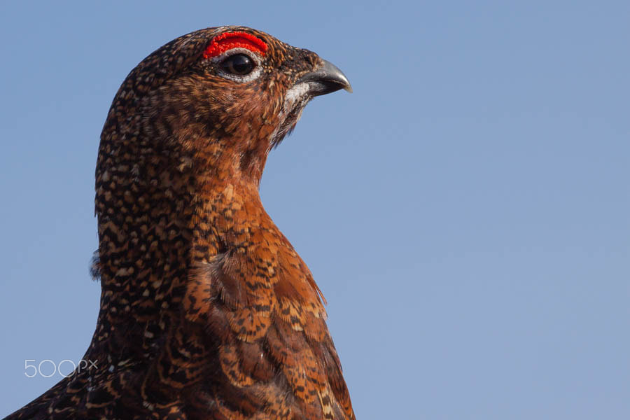 Canon EOS 50D + Canon EF 100-400mm F4.5-5.6L IS USM sample photo. Red grouse photography