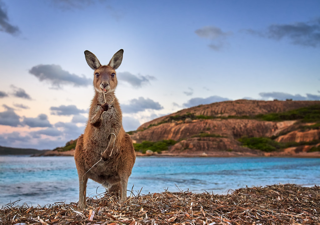 Esperance Kangaroo by K W on 500px.com