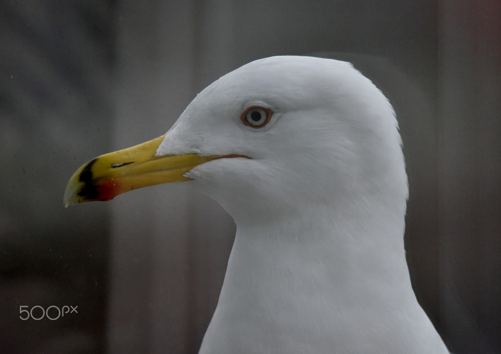 Nikon D810 sample photo. Seagull photography