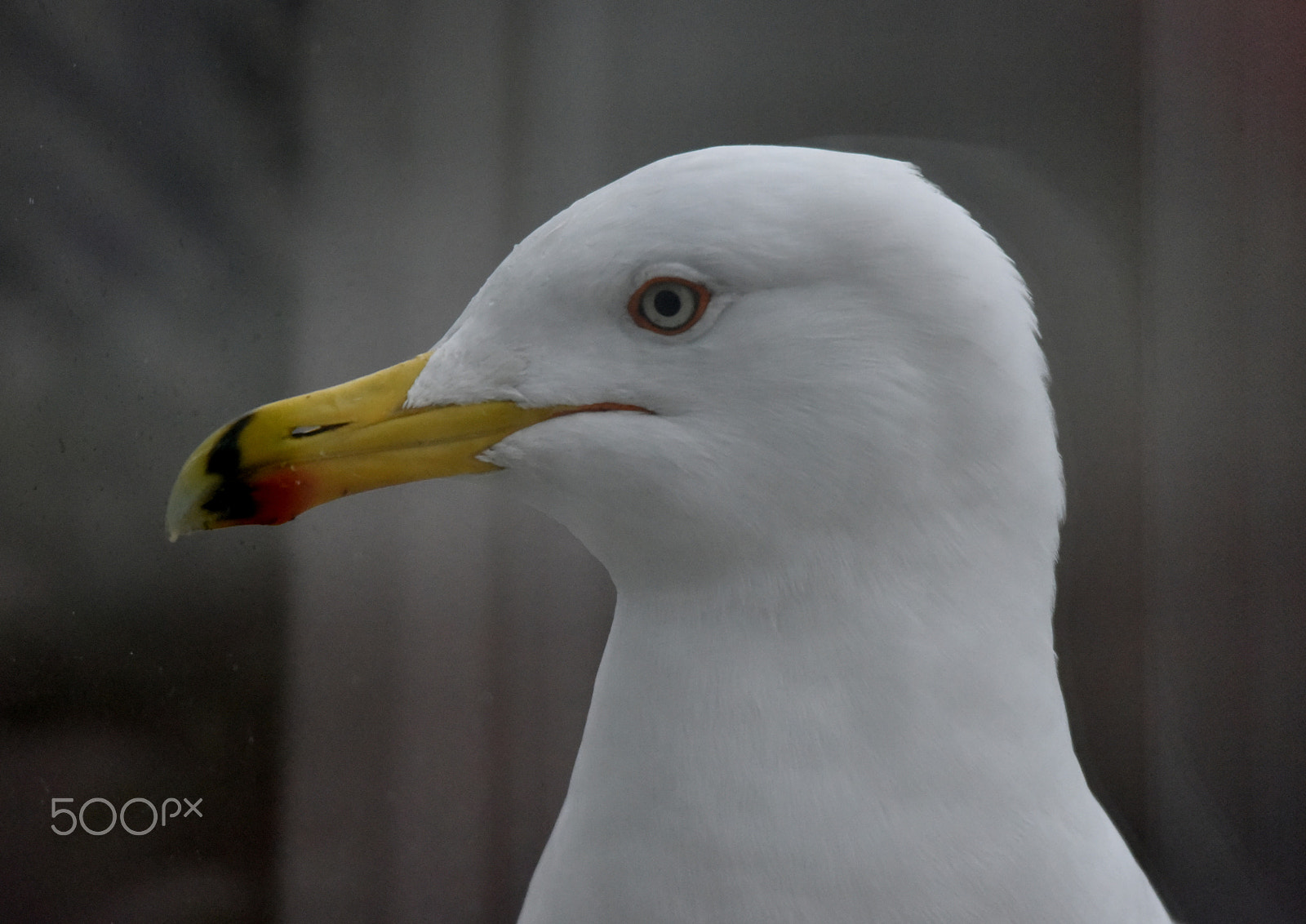 Sigma 150-500mm F5-6.3 DG OS HSM sample photo. Seagull photography