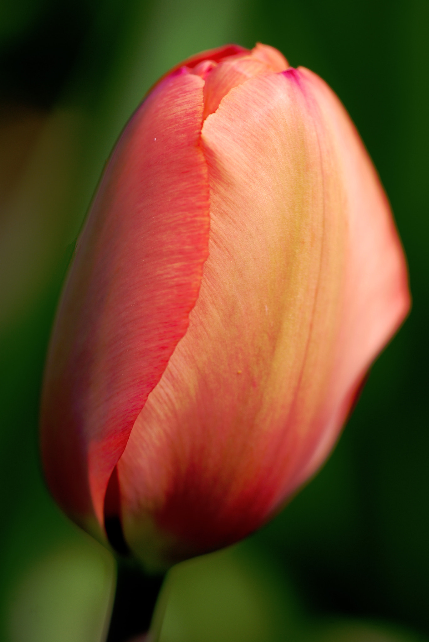 Nikon D80 + Sigma 150mm F2.8 EX DG Macro HSM sample photo. Flower in the sun photography