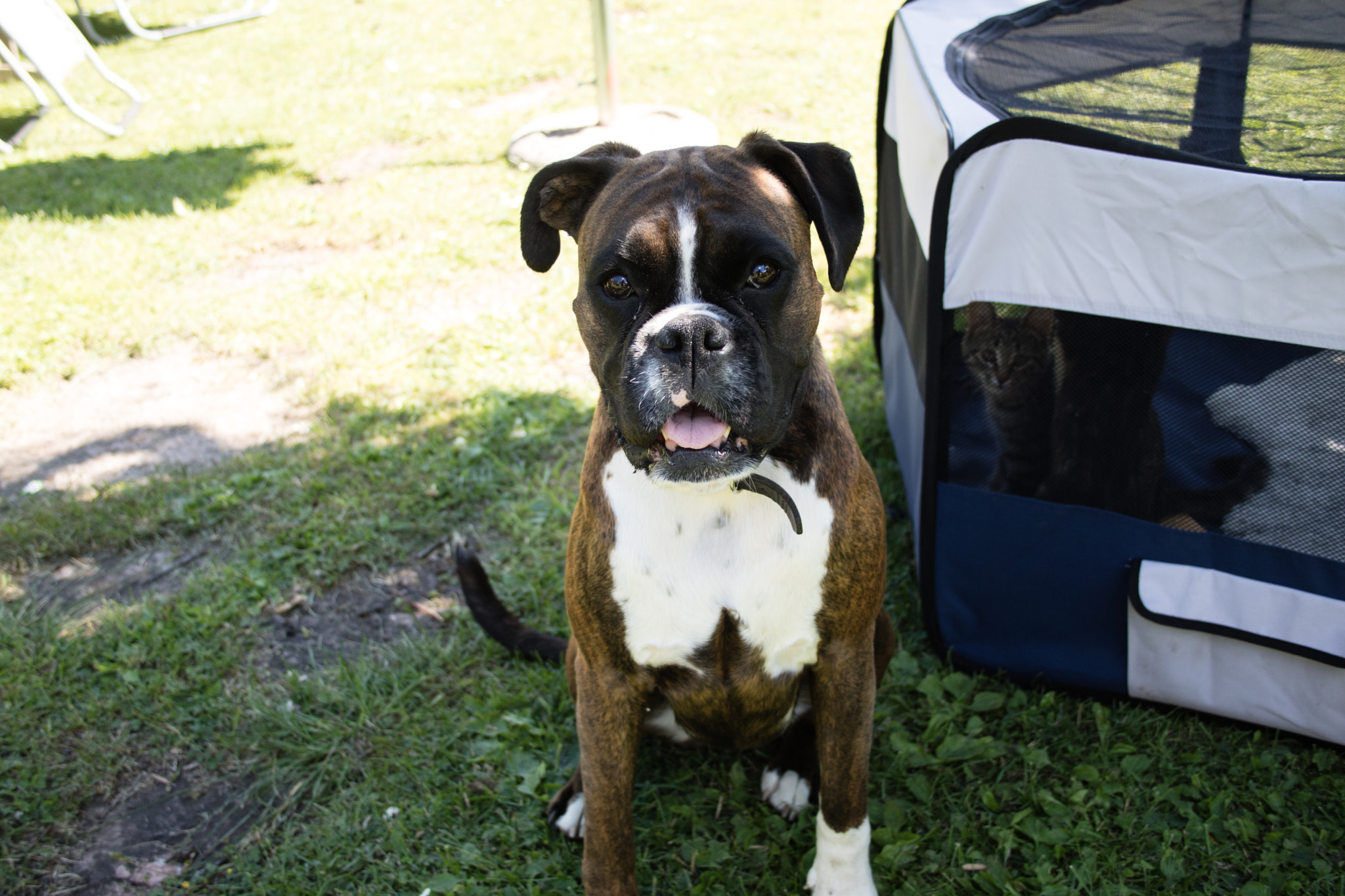 Canon EOS M3 sample photo. Boxer photography