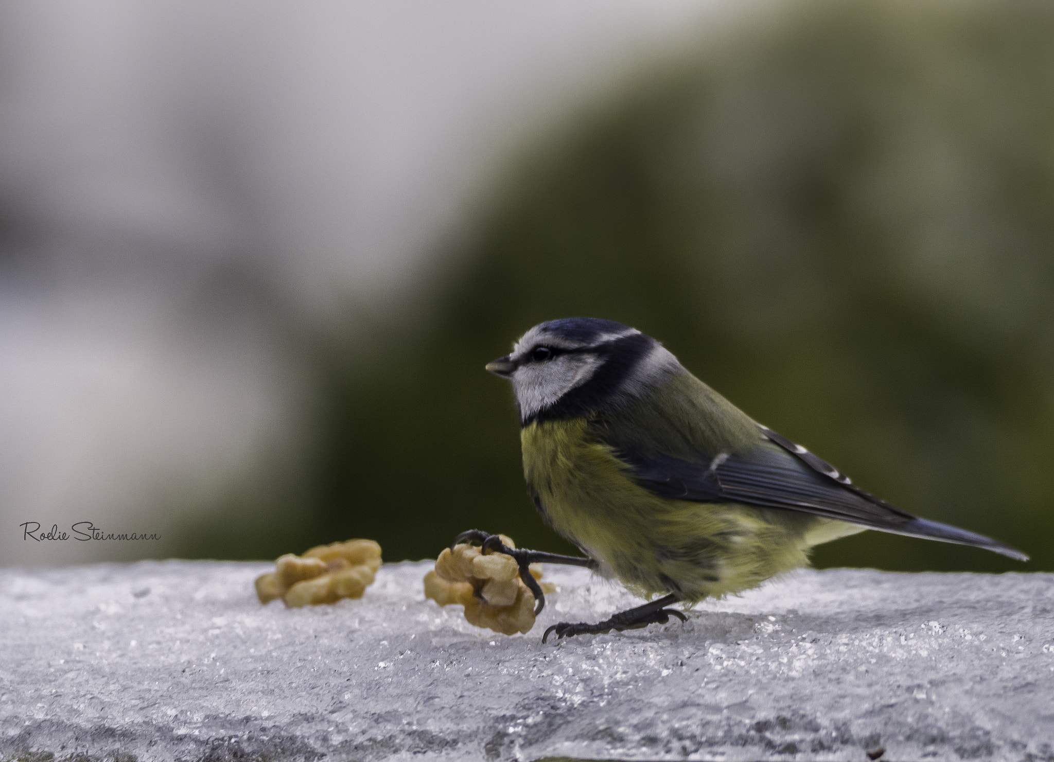 Olympus OM-D E-M10 sample photo. The nutcracker photography