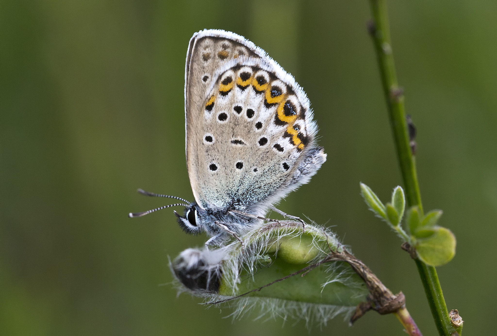 Sigma 150mm f/2.8 EX DG OS HSM APO Macro sample photo. Butterfly photography