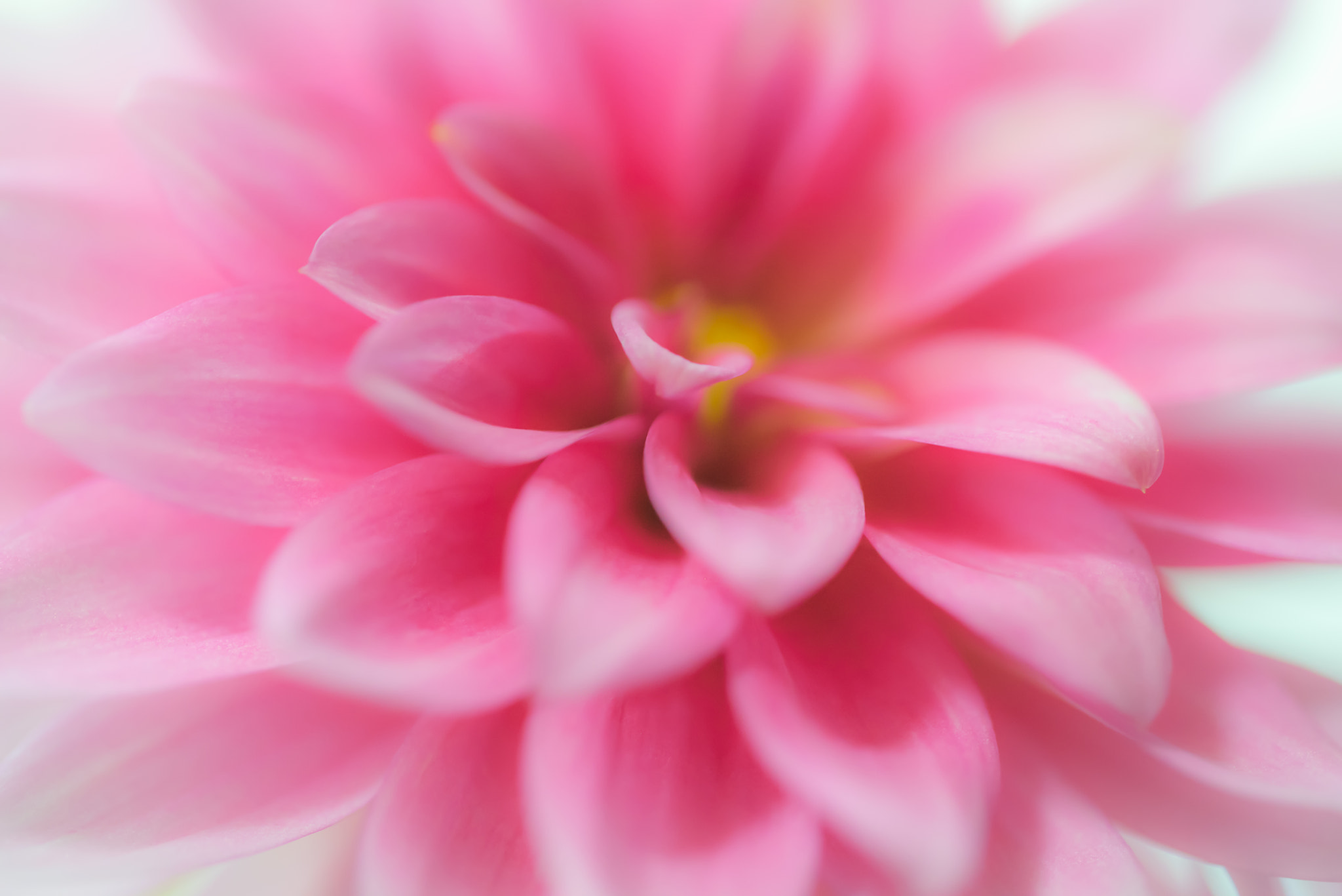 Canon EF 100mm F2.8L Macro IS USM sample photo. Sigh in pink photography