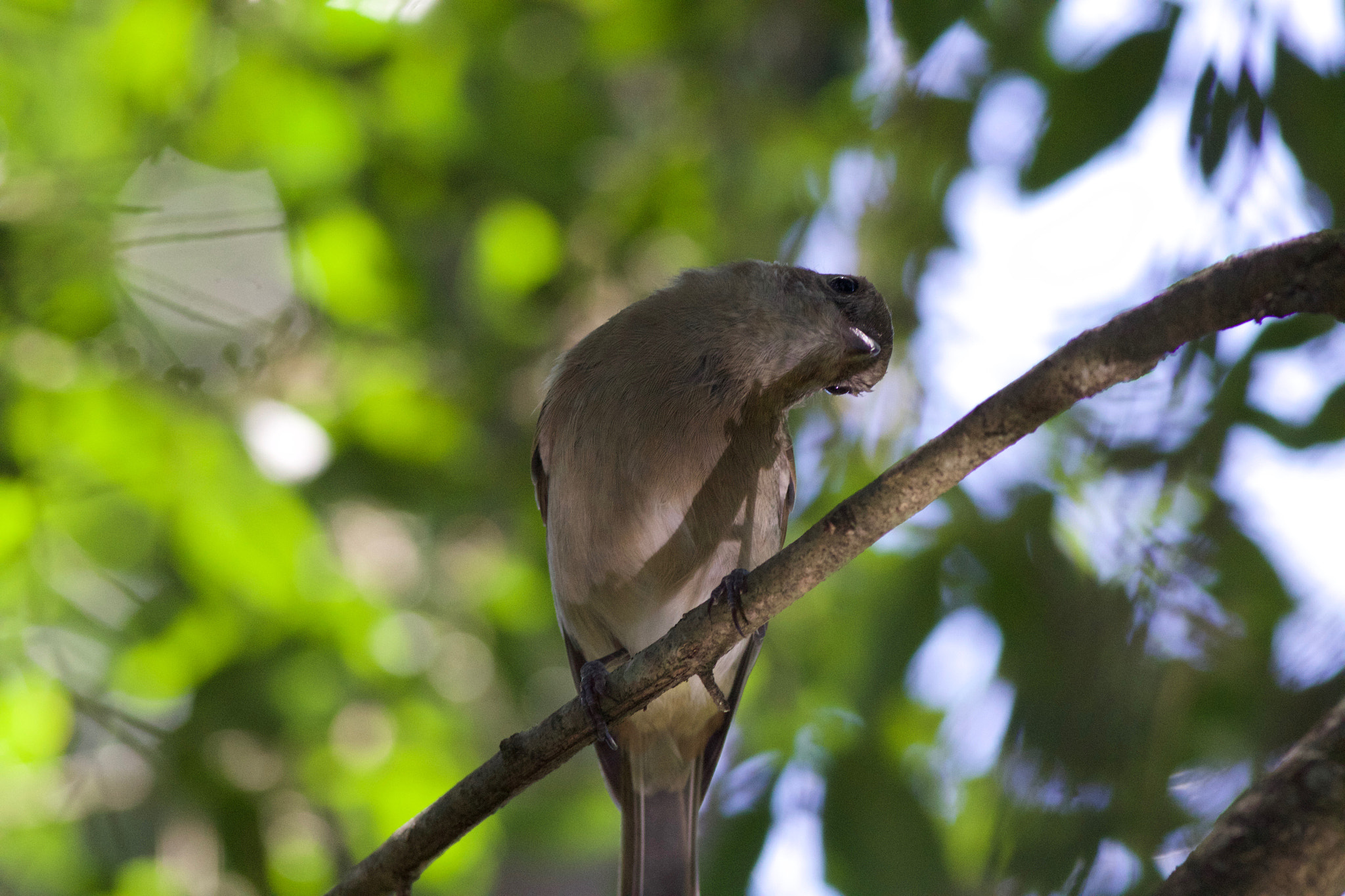 Canon EOS 700D (EOS Rebel T5i / EOS Kiss X7i) + Canon EF 400mm F5.6L USM sample photo. Grey shrikethrush photography