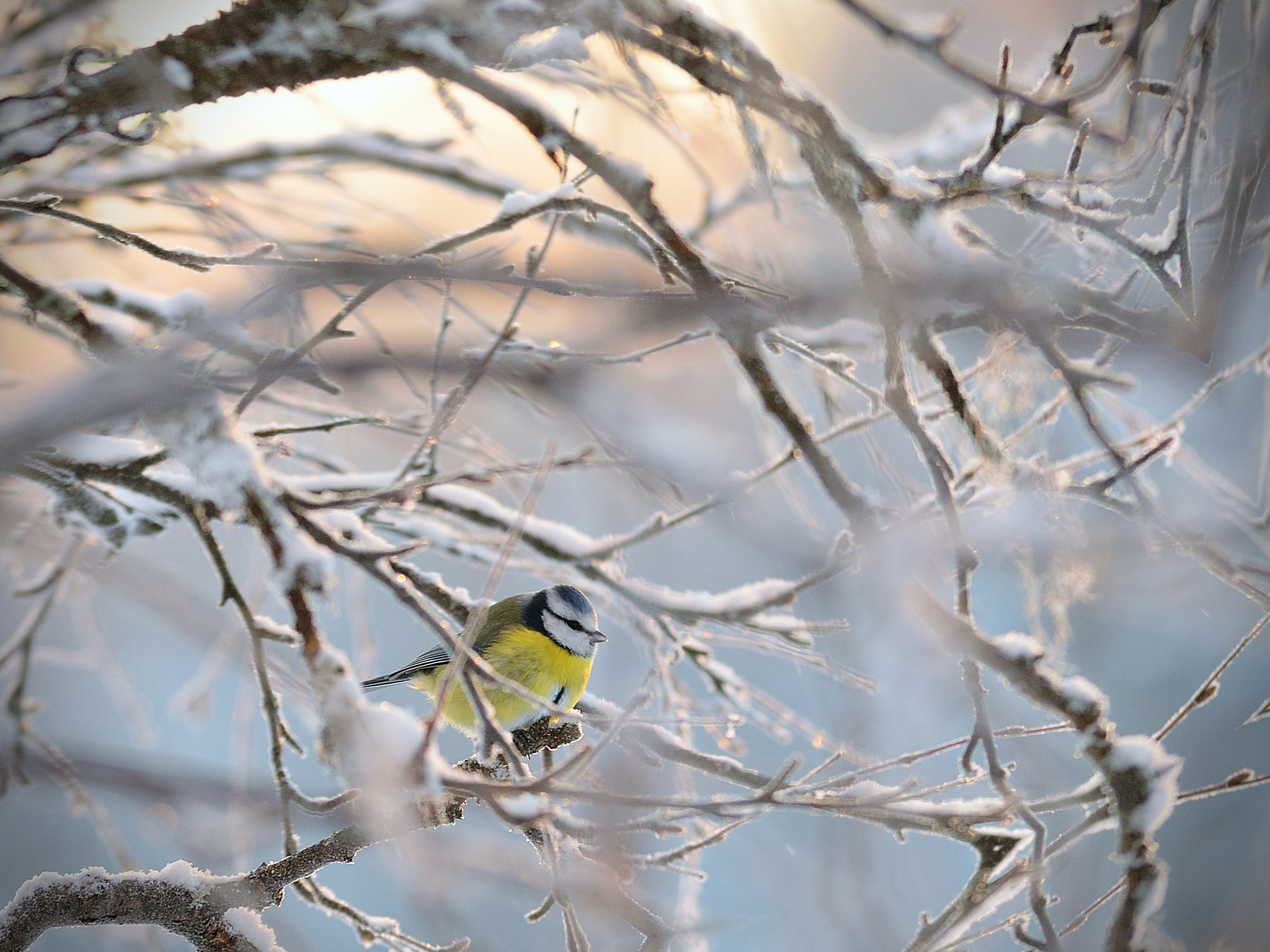 Nikon D5100 + Tamron SP AF 70-200mm F2.8 Di LD (IF) MACRO sample photo. Bird in a frozen tree photography
