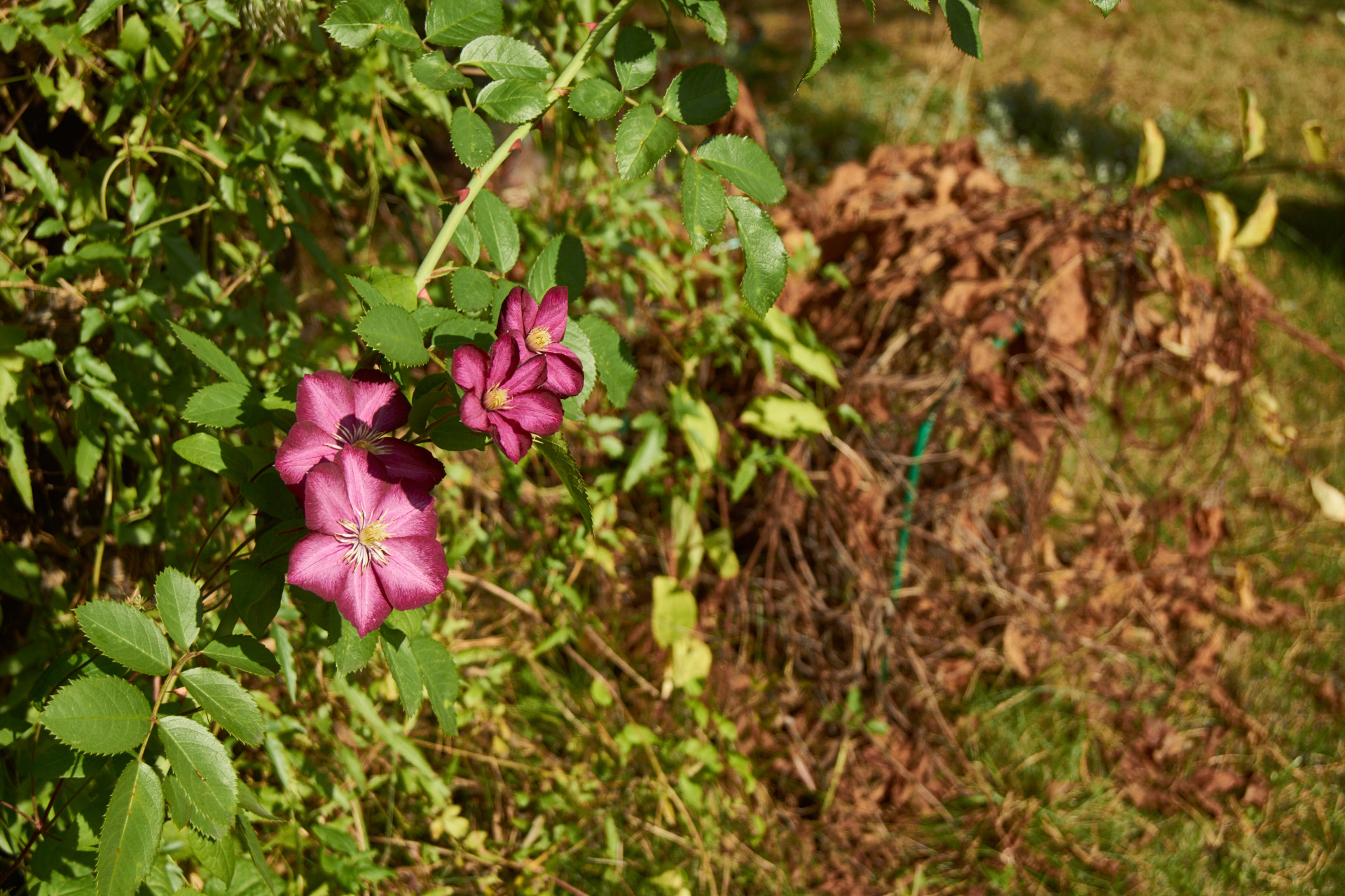 Sony SLT-A77 sample photo. Шиповник photography