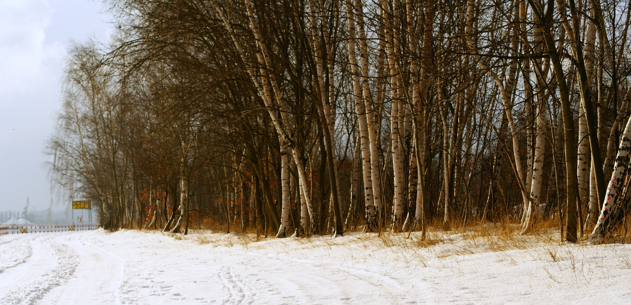 Sony Alpha DSLR-A200 sample photo. Birch winter photography