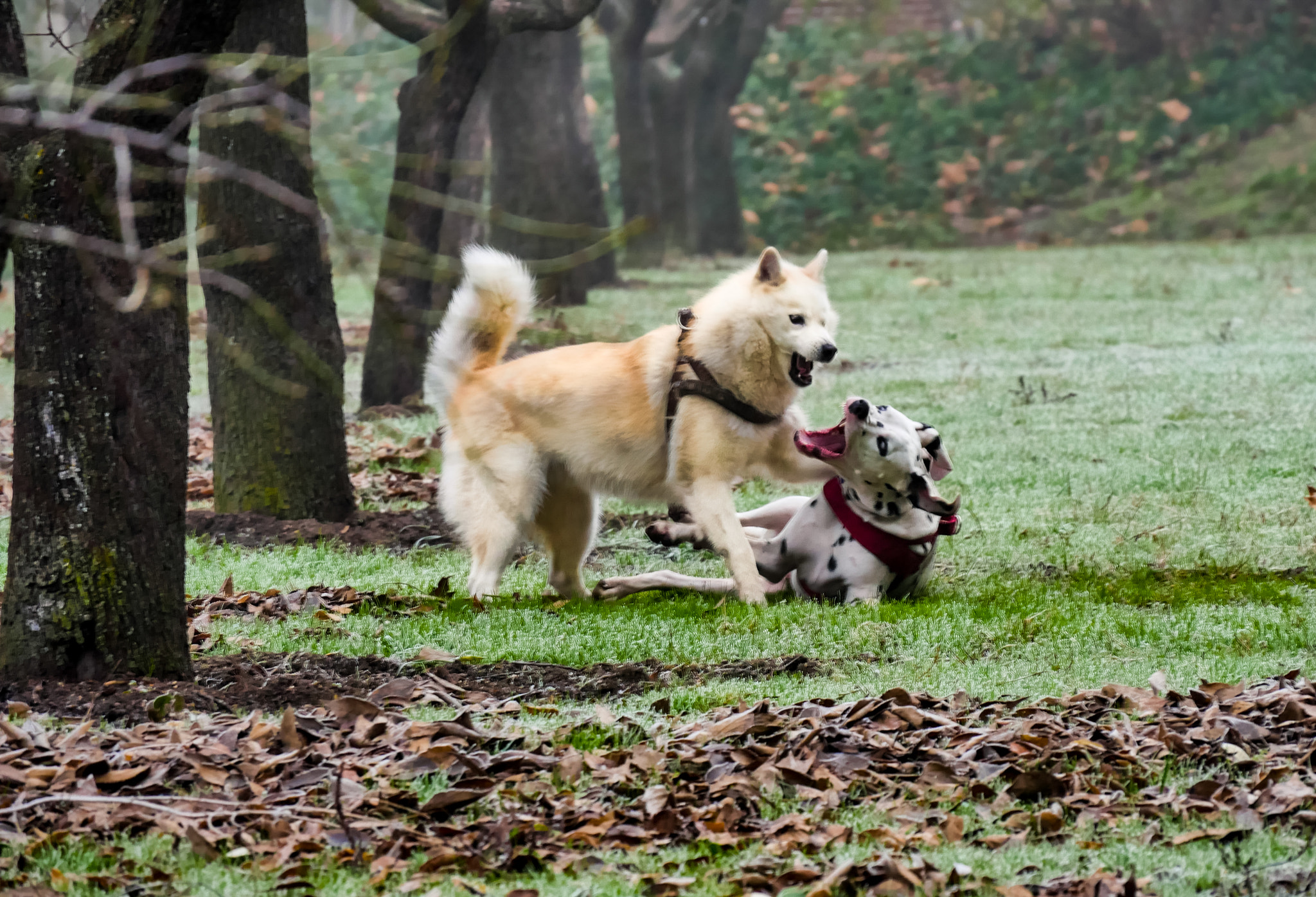 Panasonic Lumix DMC-GH4 sample photo. Juego de perros photography