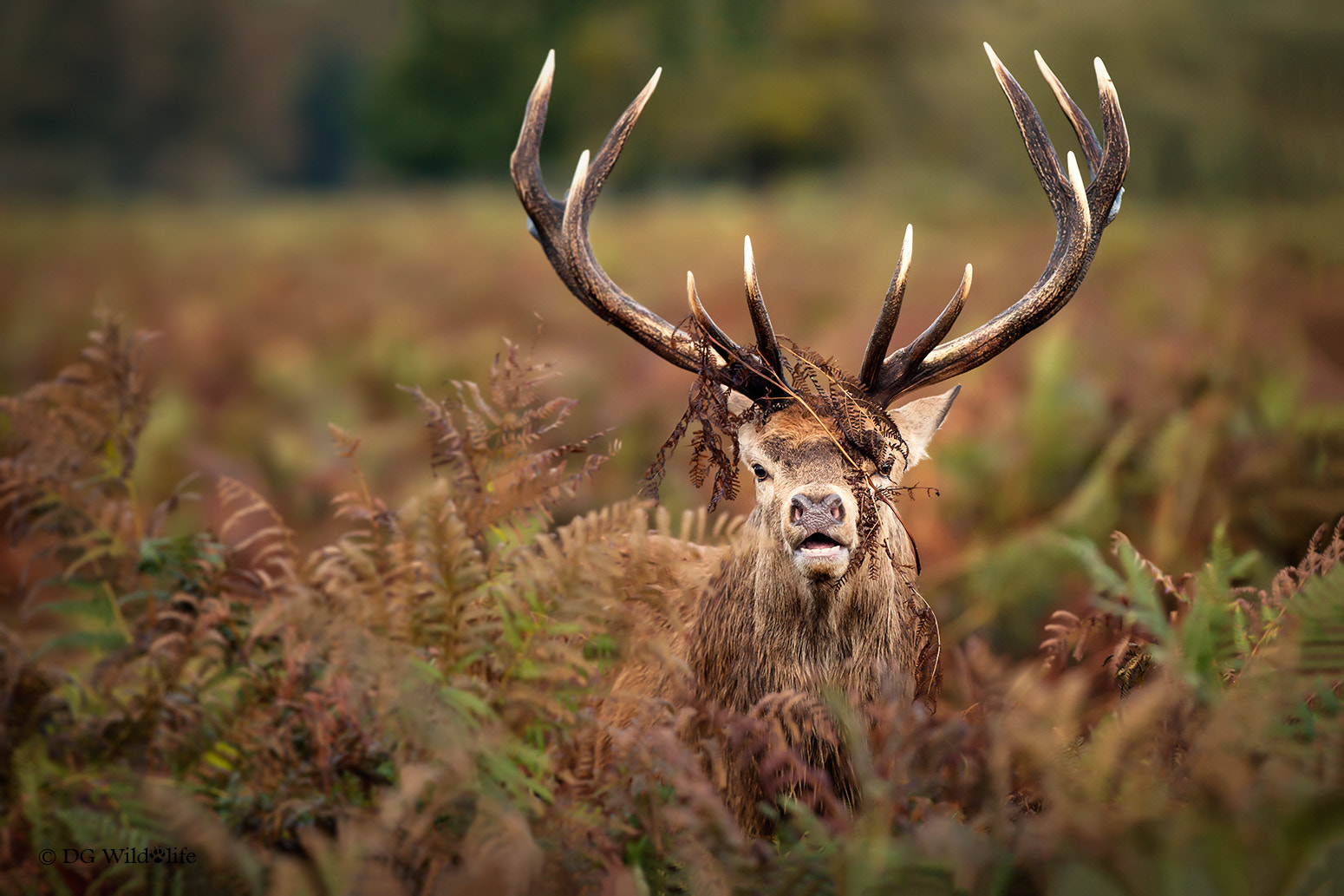 Canon EOS-1D X + Canon EF 300mm F2.8L IS II USM sample photo. Red deer stag photography