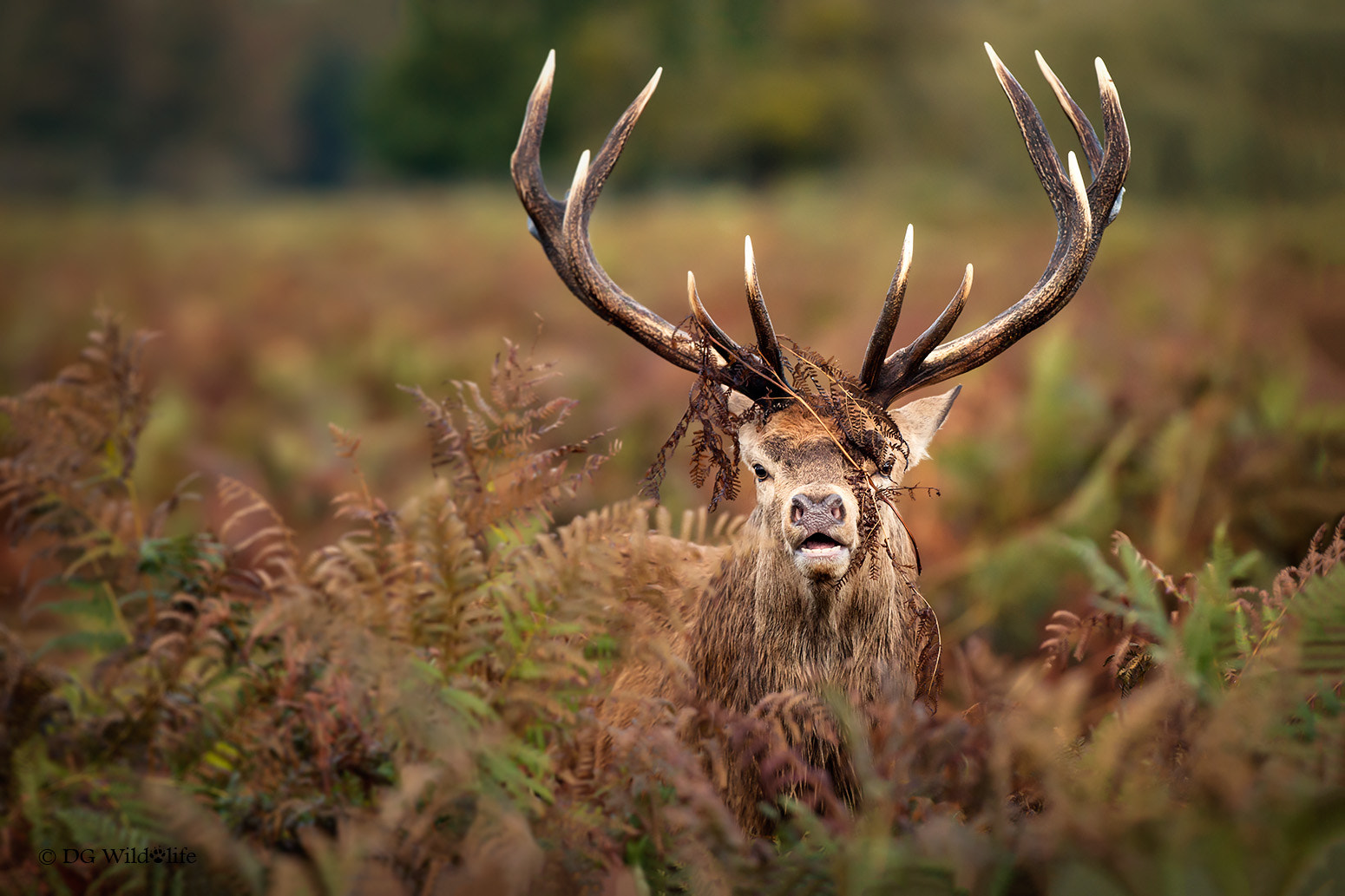 Canon EF 300mm F2.8L IS II USM sample photo. Red deer stag photography