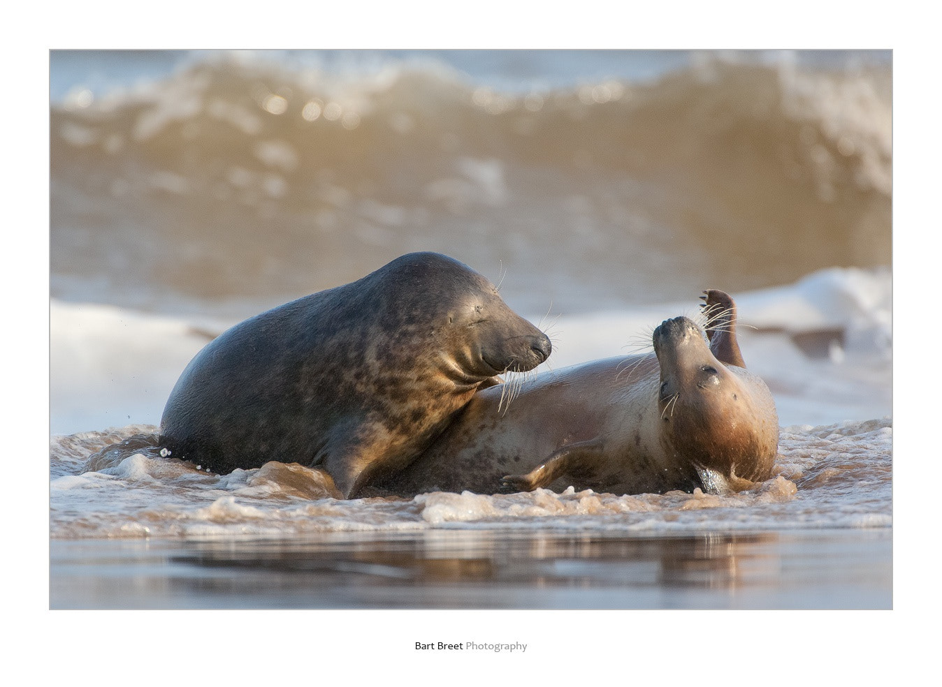 Nikon D2X sample photo. Grey seals playing photography