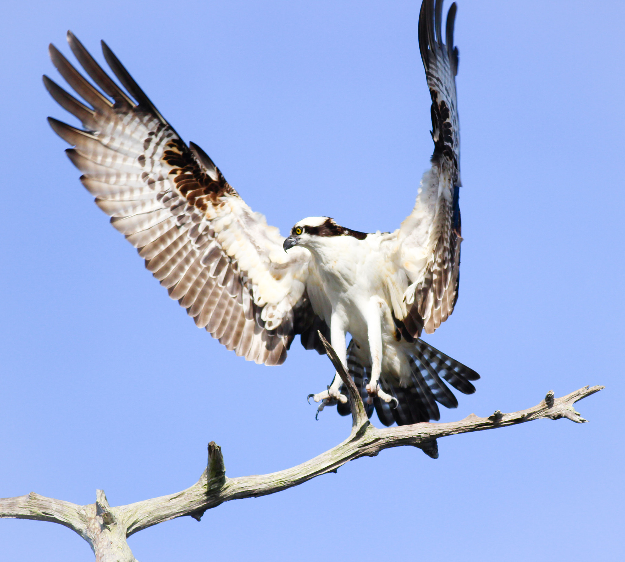 Canon EOS 600D (Rebel EOS T3i / EOS Kiss X5) + Canon EF 400mm F5.6L USM sample photo. Wings high photography