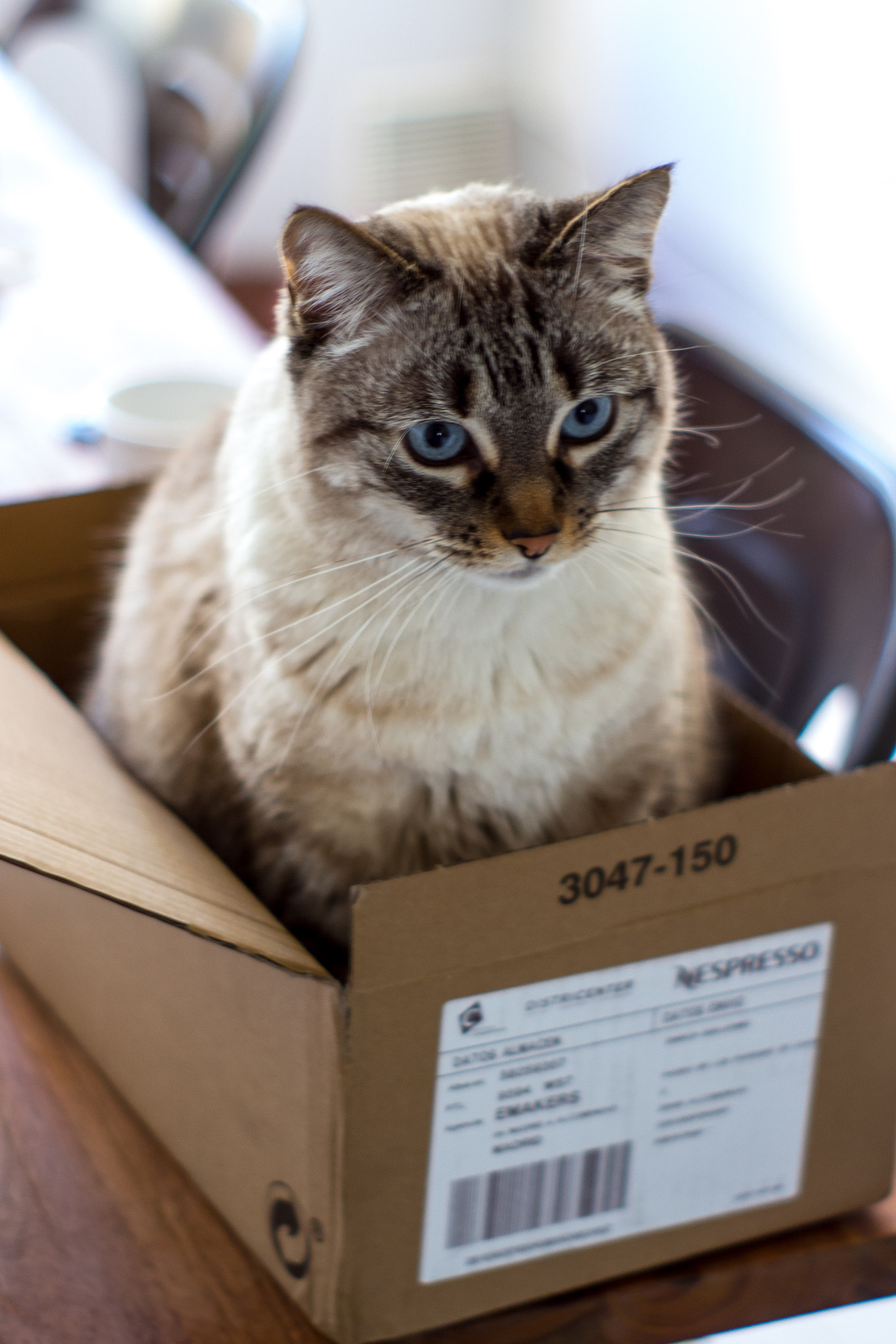 Canon EF 35-80mm f/4-5.6 sample photo. Cat-in-a-box photography