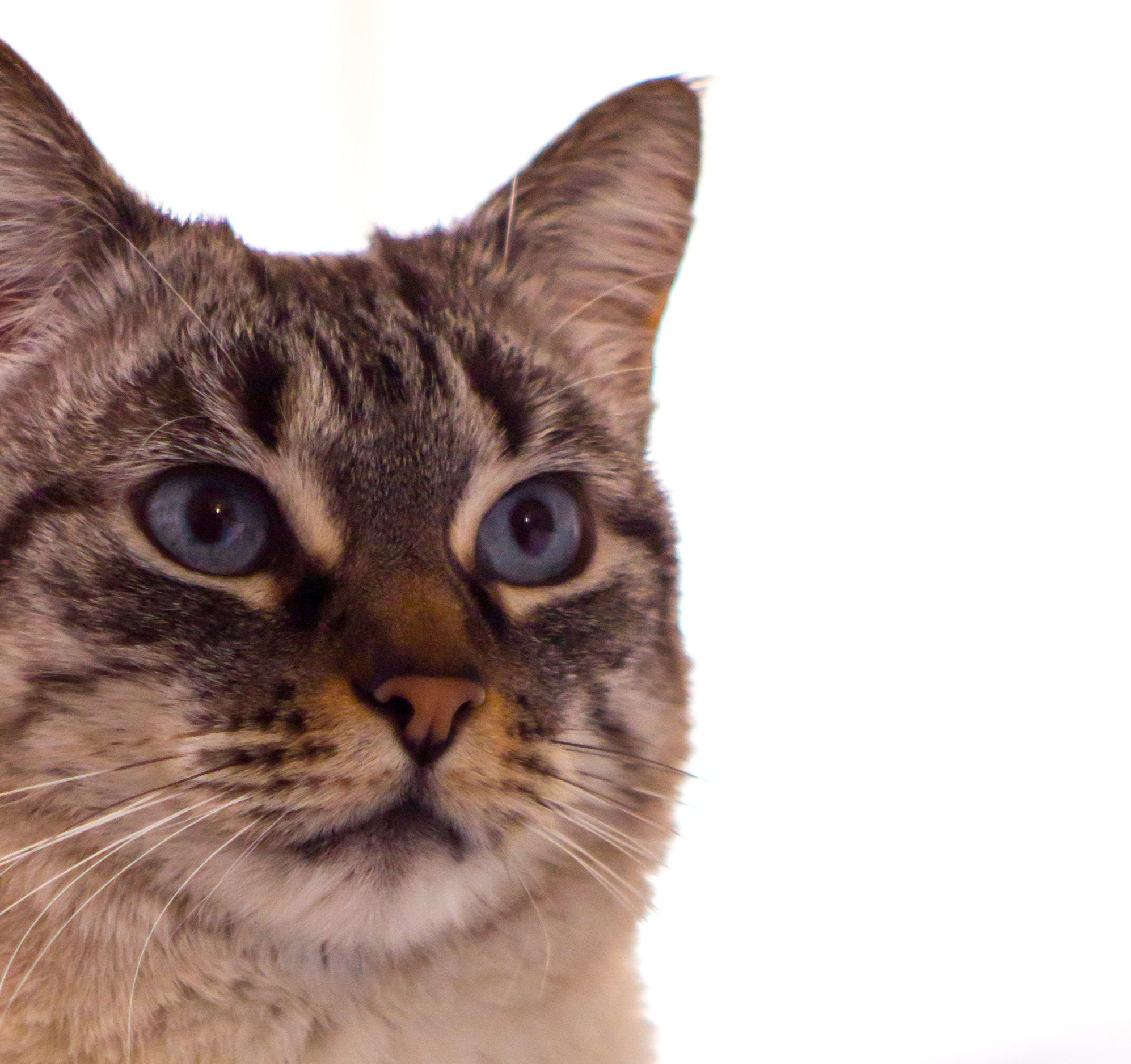 Canon EF 35-80mm f/4-5.6 sample photo. Mika the lady cat photography