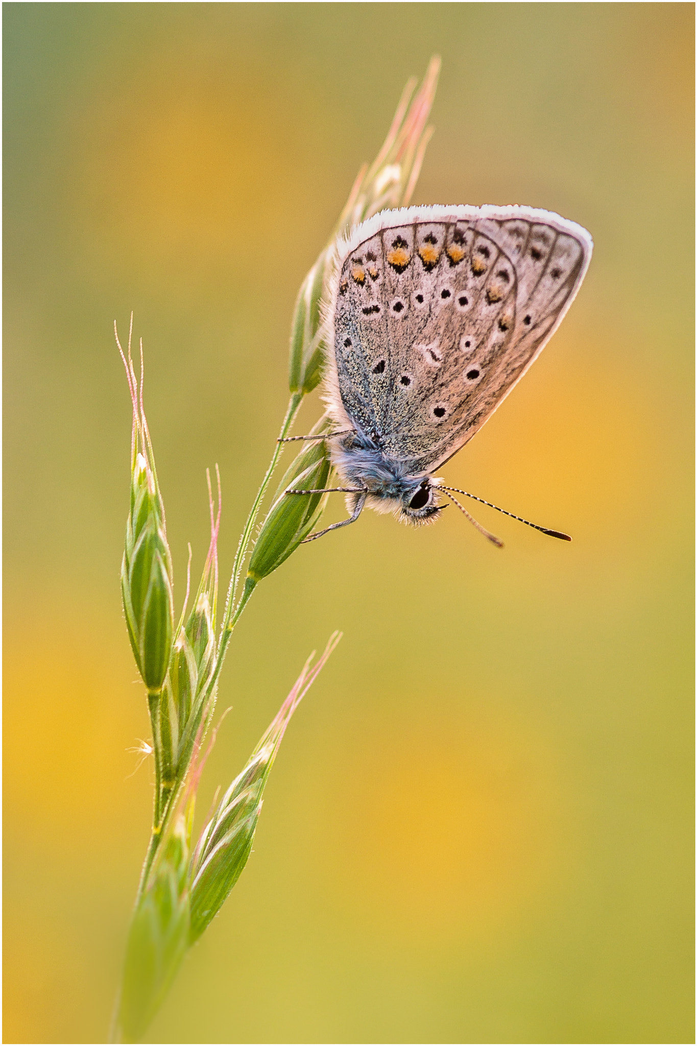 Pentax K-7 sample photo. BlÄuling photography