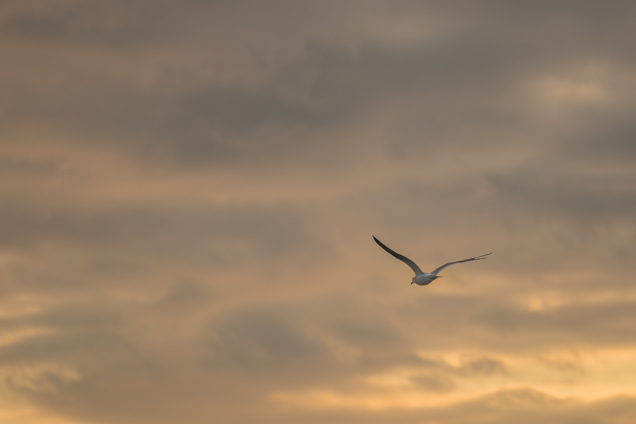 Nikon D750 sample photo. Seagull photography