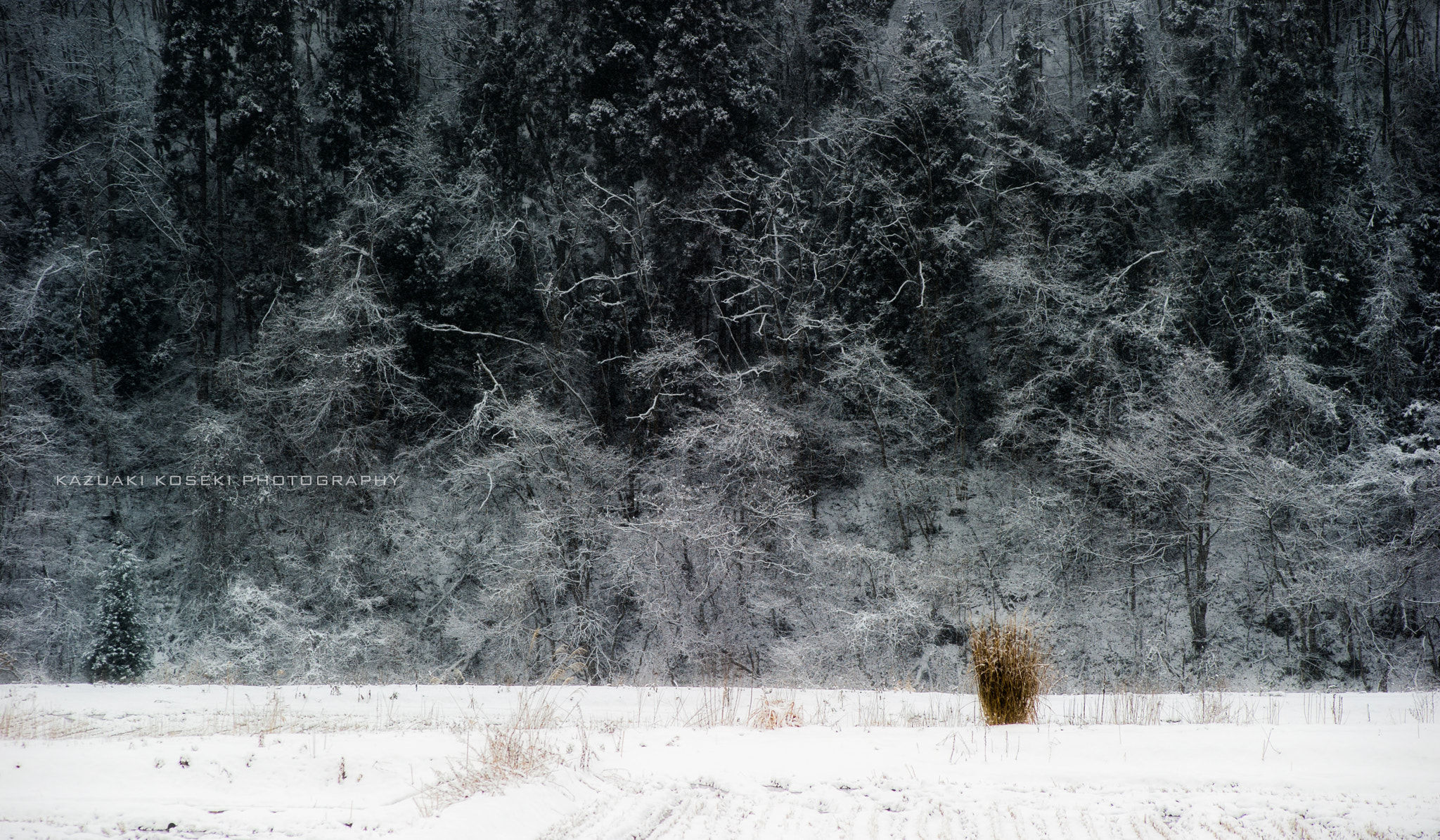 AF Zoom-Nikkor 80-200mm f/2.8 ED sample photo. Snow falls in the field photography