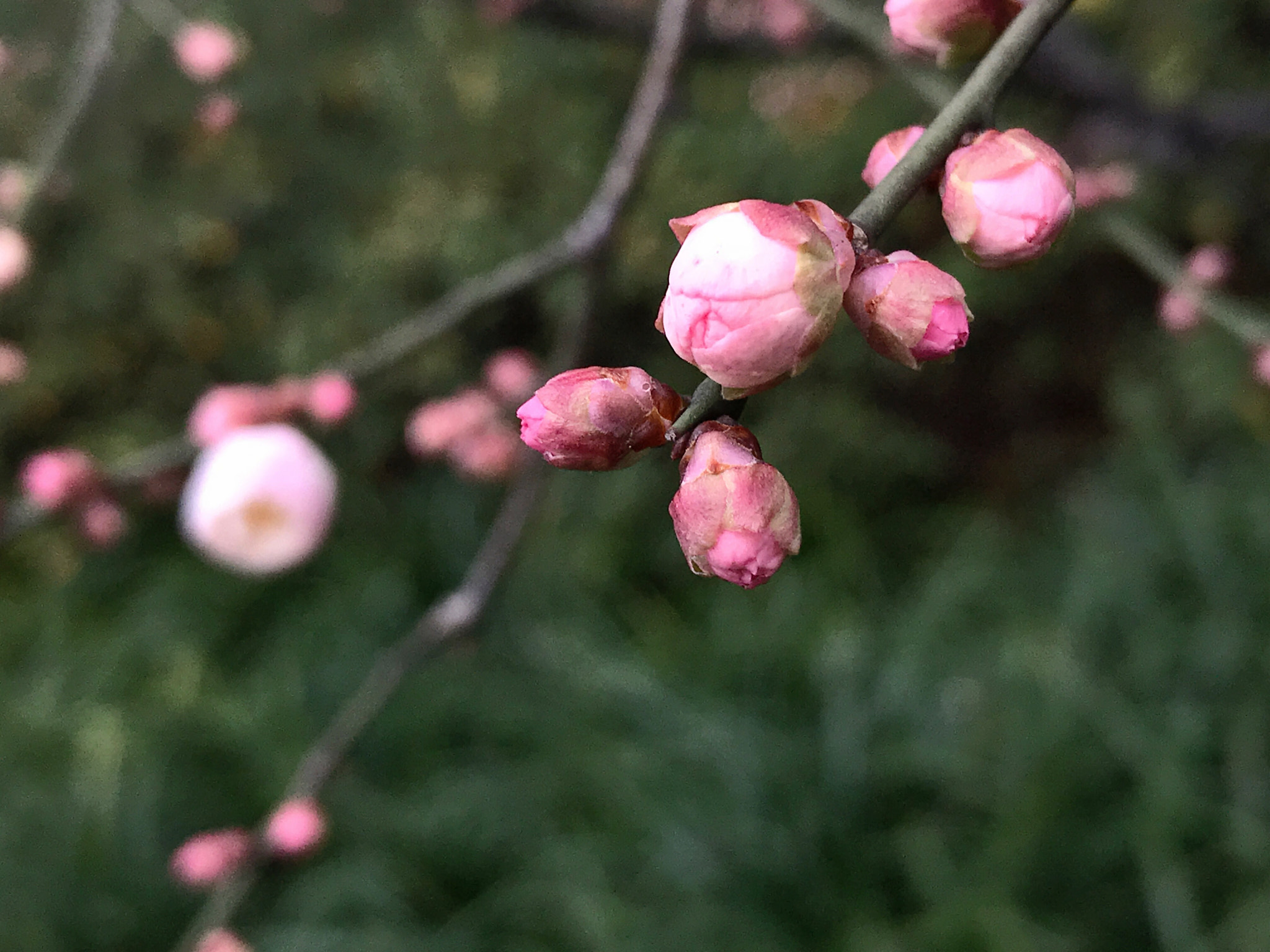 Apple iPhone9,1 sample photo. Plum blossoms 梅花 photography