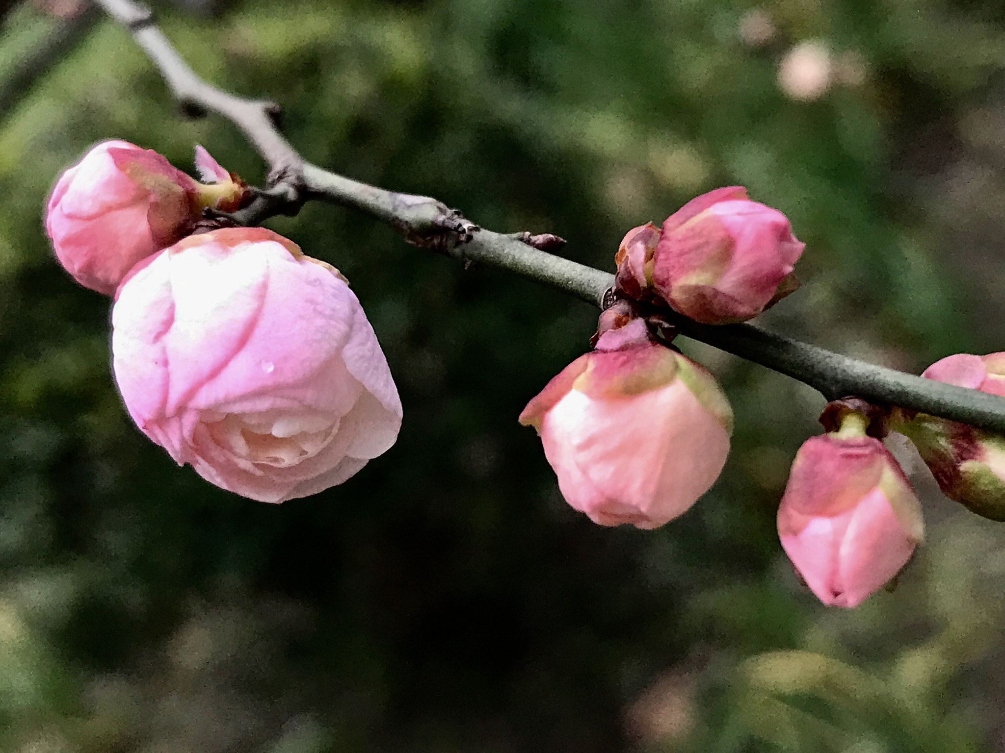 Apple iPhone9,1 sample photo. Plum blossoms 梅花 photography