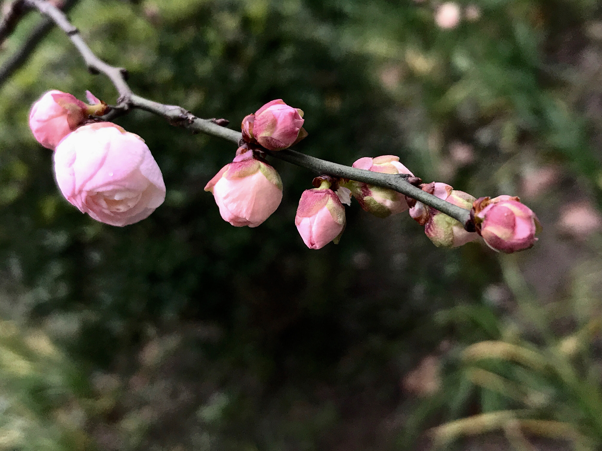 Apple iPhone9,1 sample photo. Plum blossoms 梅花 photography