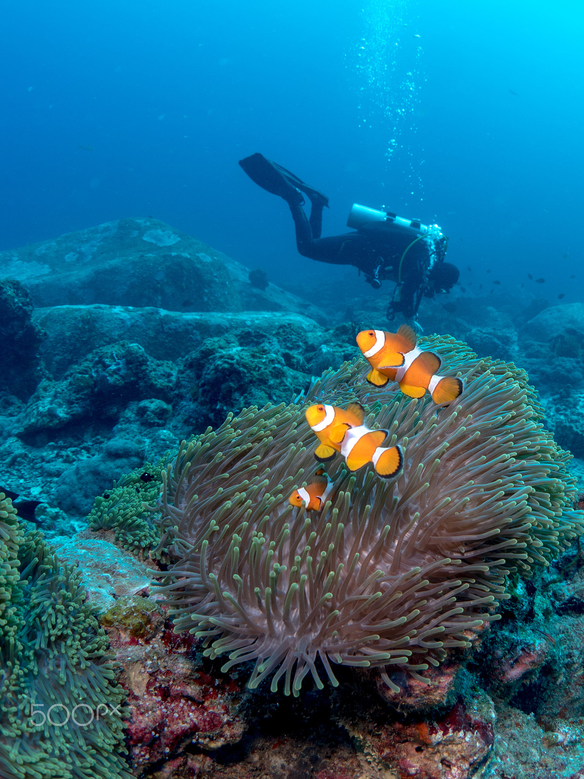 Olympus OM-D E-M5 II + OLYMPUS M.8mm F1.8 sample photo. Anemone fish photography