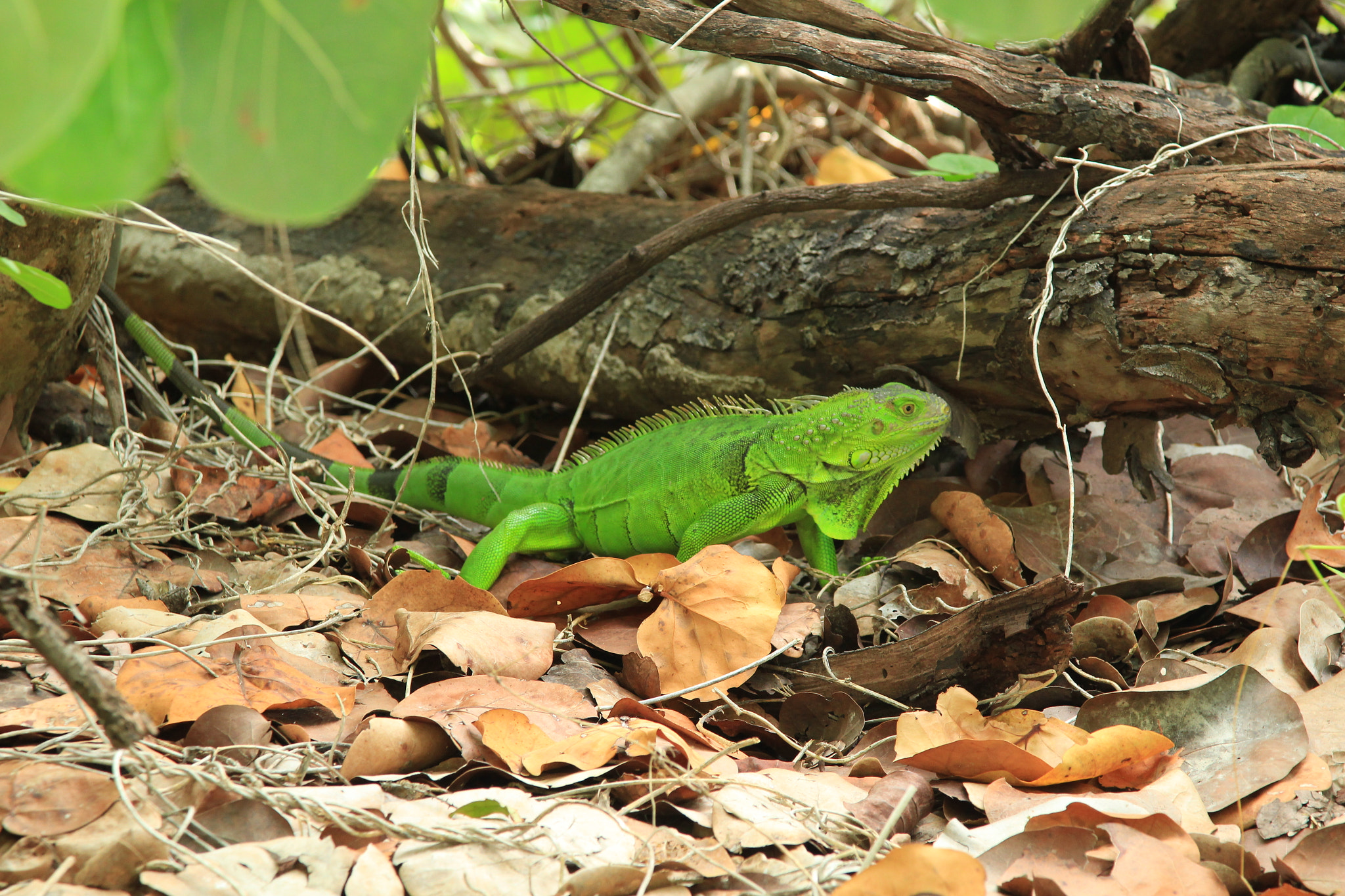 Canon EOS 100D (EOS Rebel SL1 / EOS Kiss X7) + Canon EF 24-105mm F4L IS USM sample photo. Green iguana photography