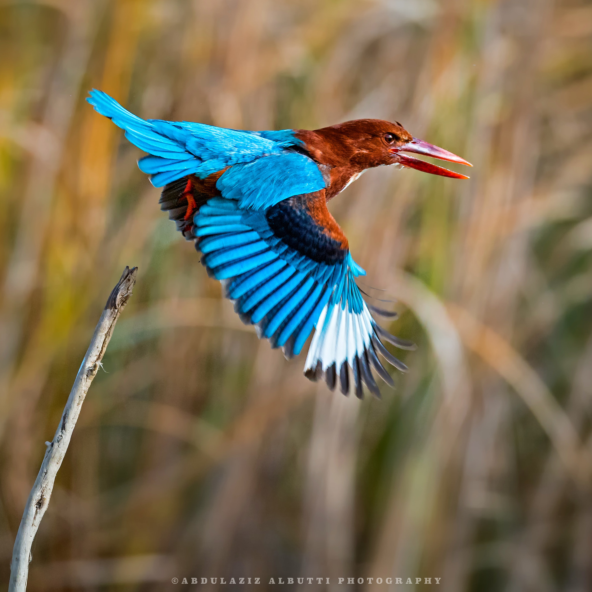 Sigma 150-600mm F5-6.3 DG OS HSM | C sample photo