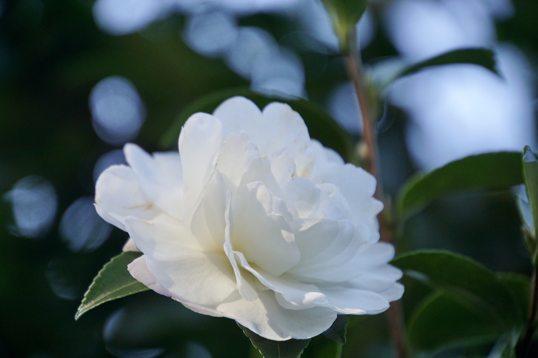 Sony E 18-200mm F3.5-6.3 sample photo. ☆*:. pure  white.:*☆ photography